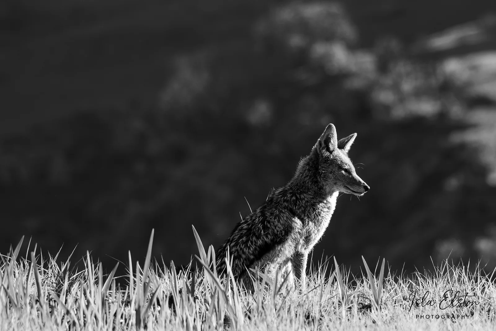 Black Backed Jackel, Giants Castle Reserve