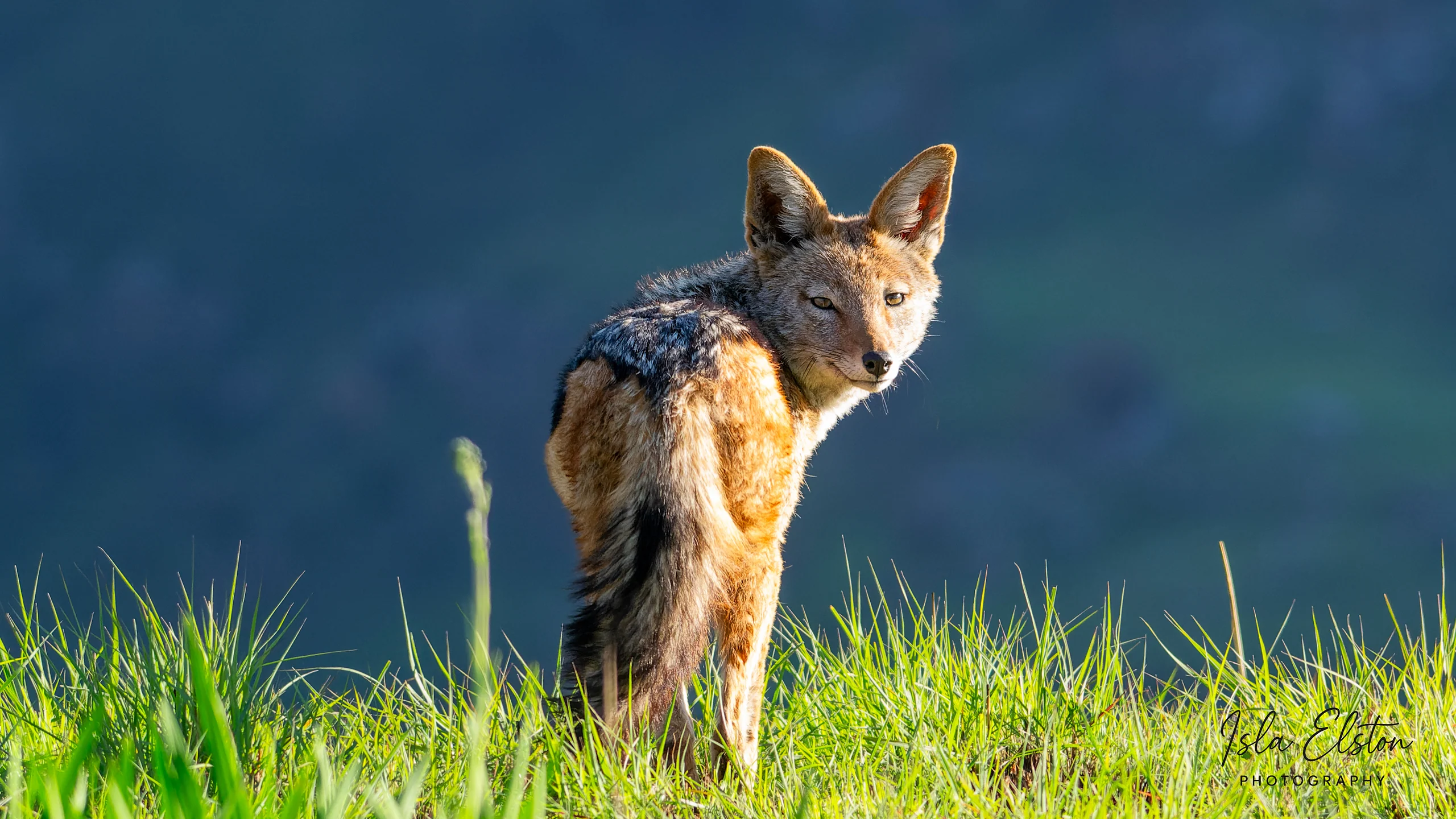 Black Backed Jackel