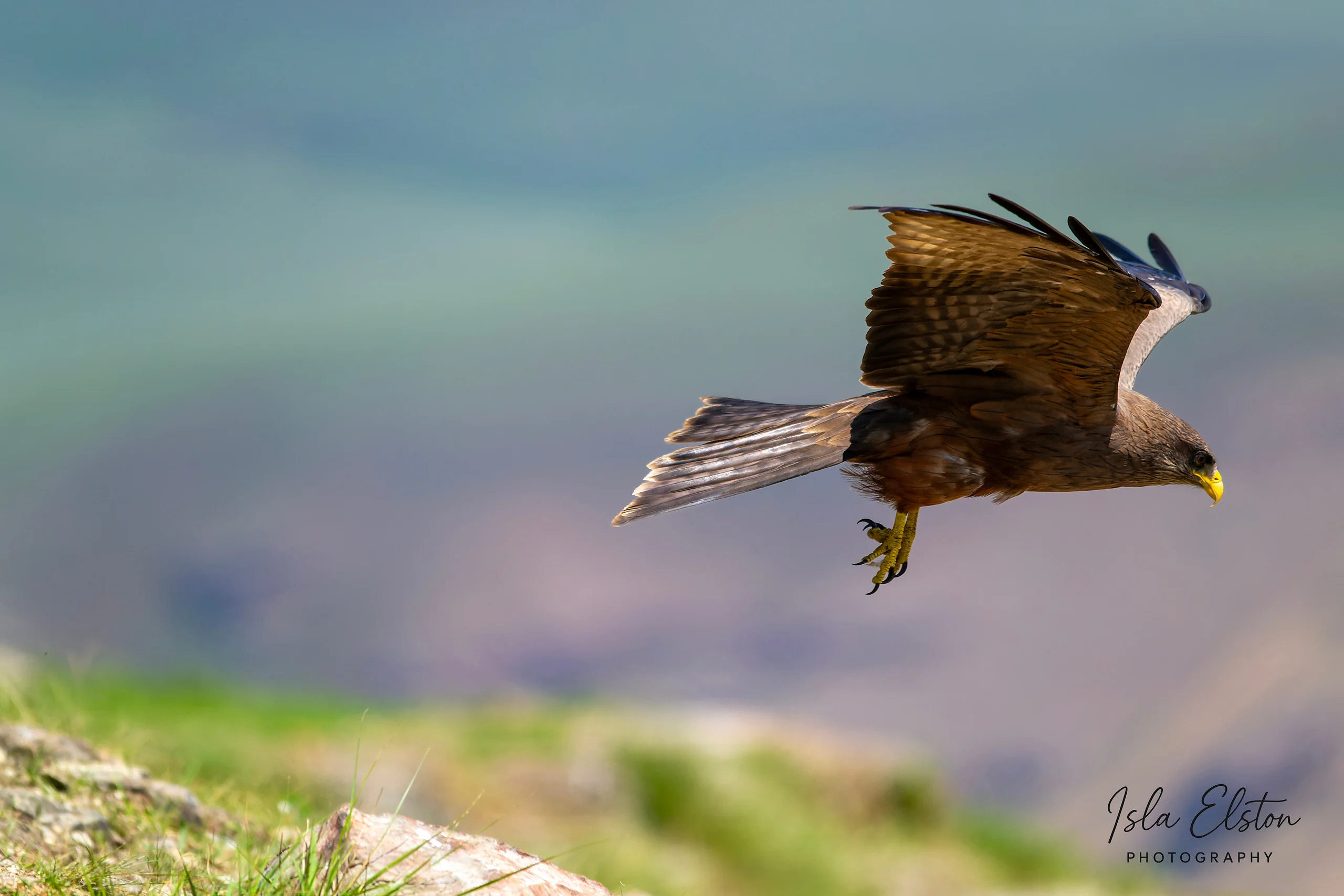 Yellow-billed Kite