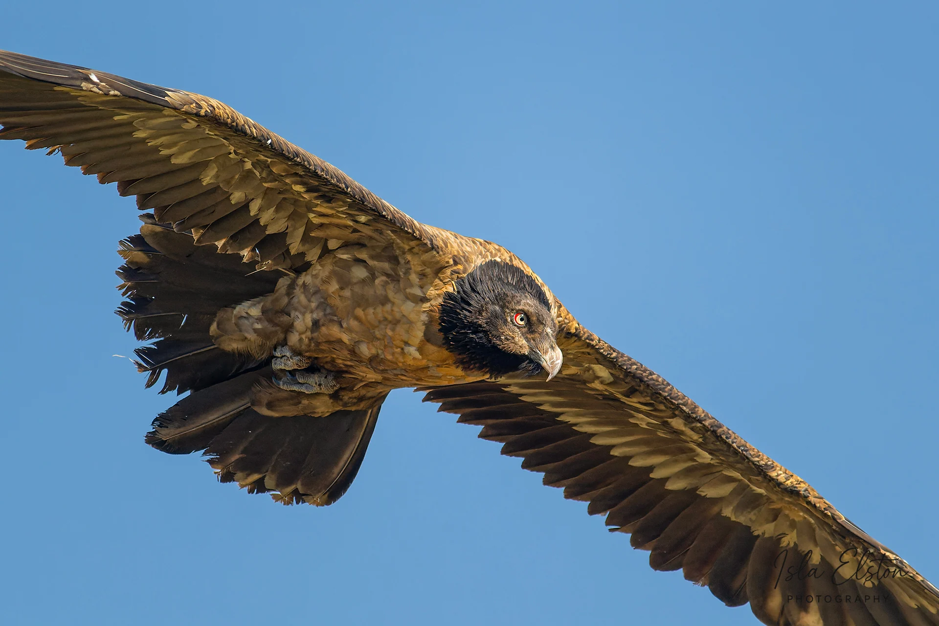 Bearded Vulture