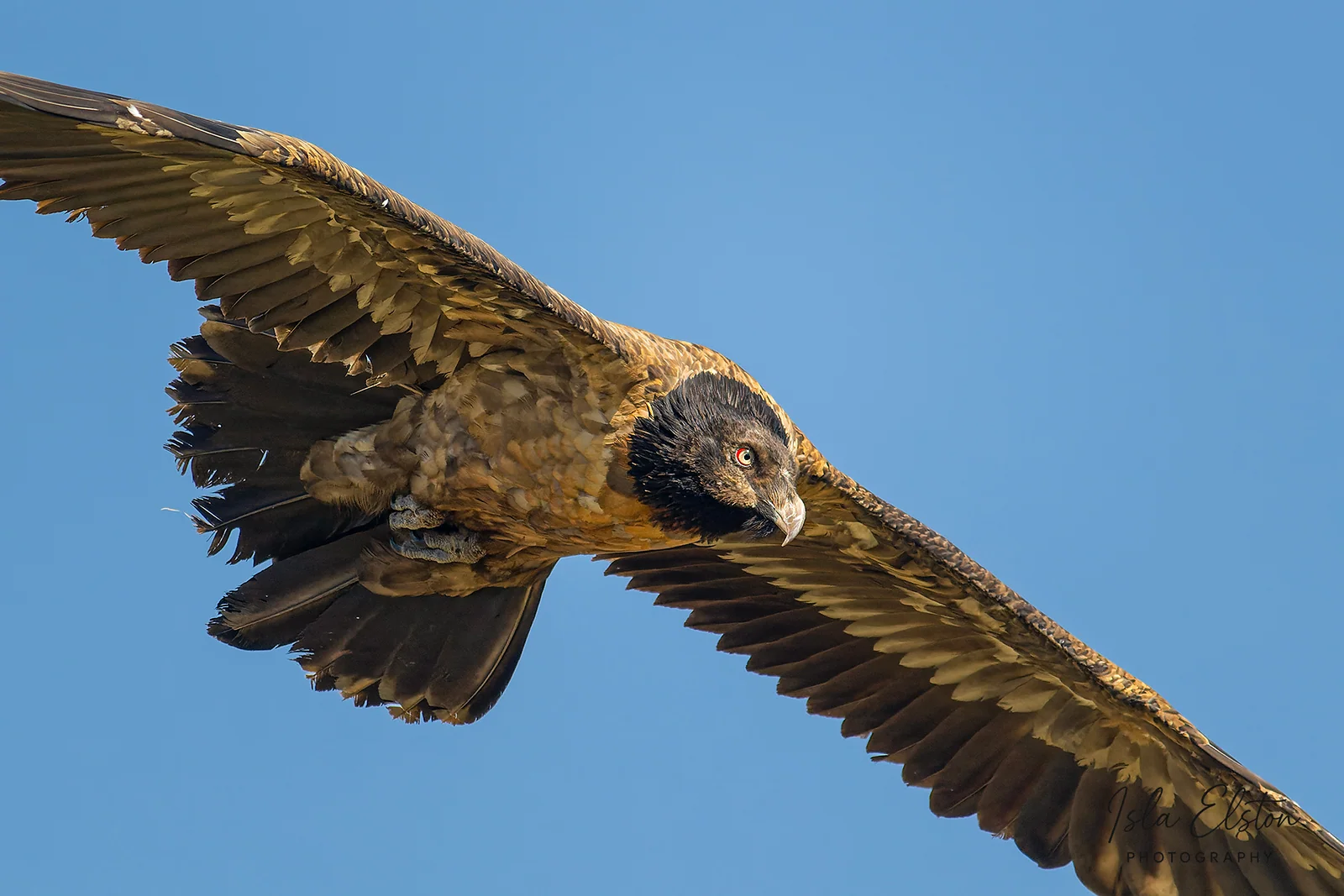 Bearded Vulture, Giants Castle Reserve
