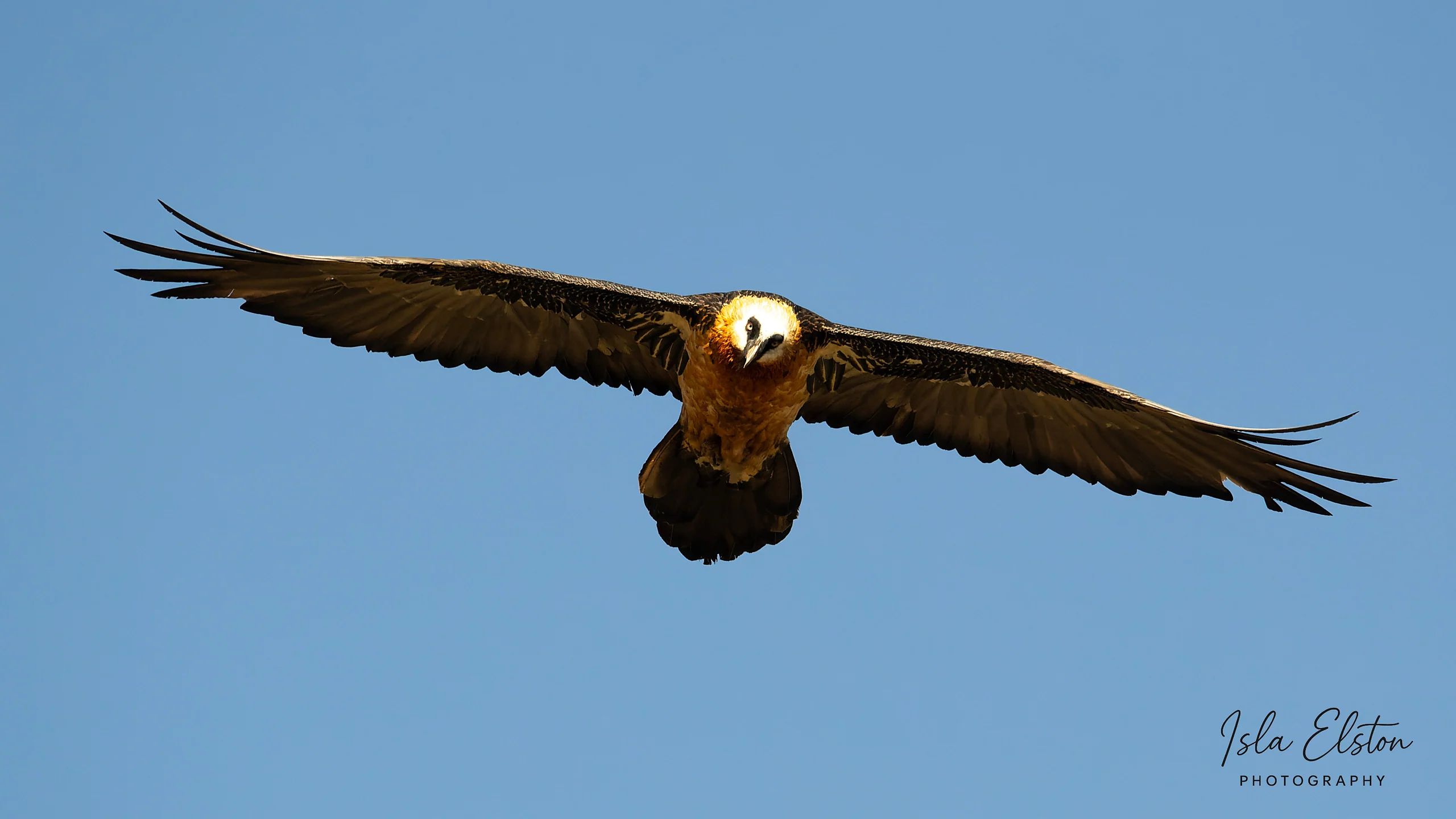 Bearded Vulture
