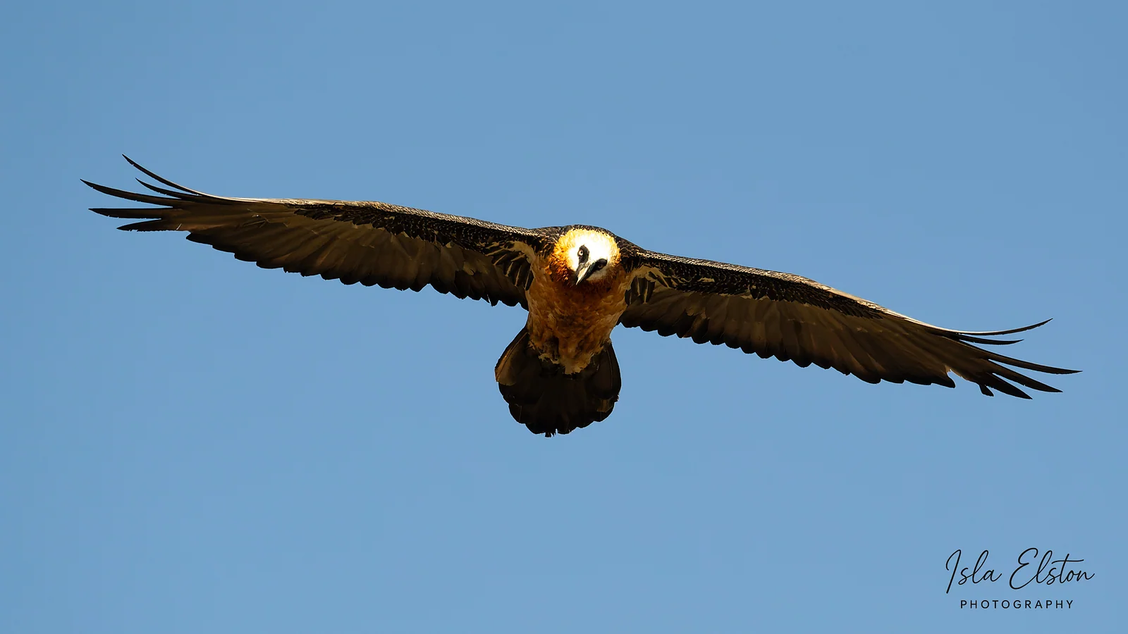 Bearded Vulture, Giants Castle Reserve