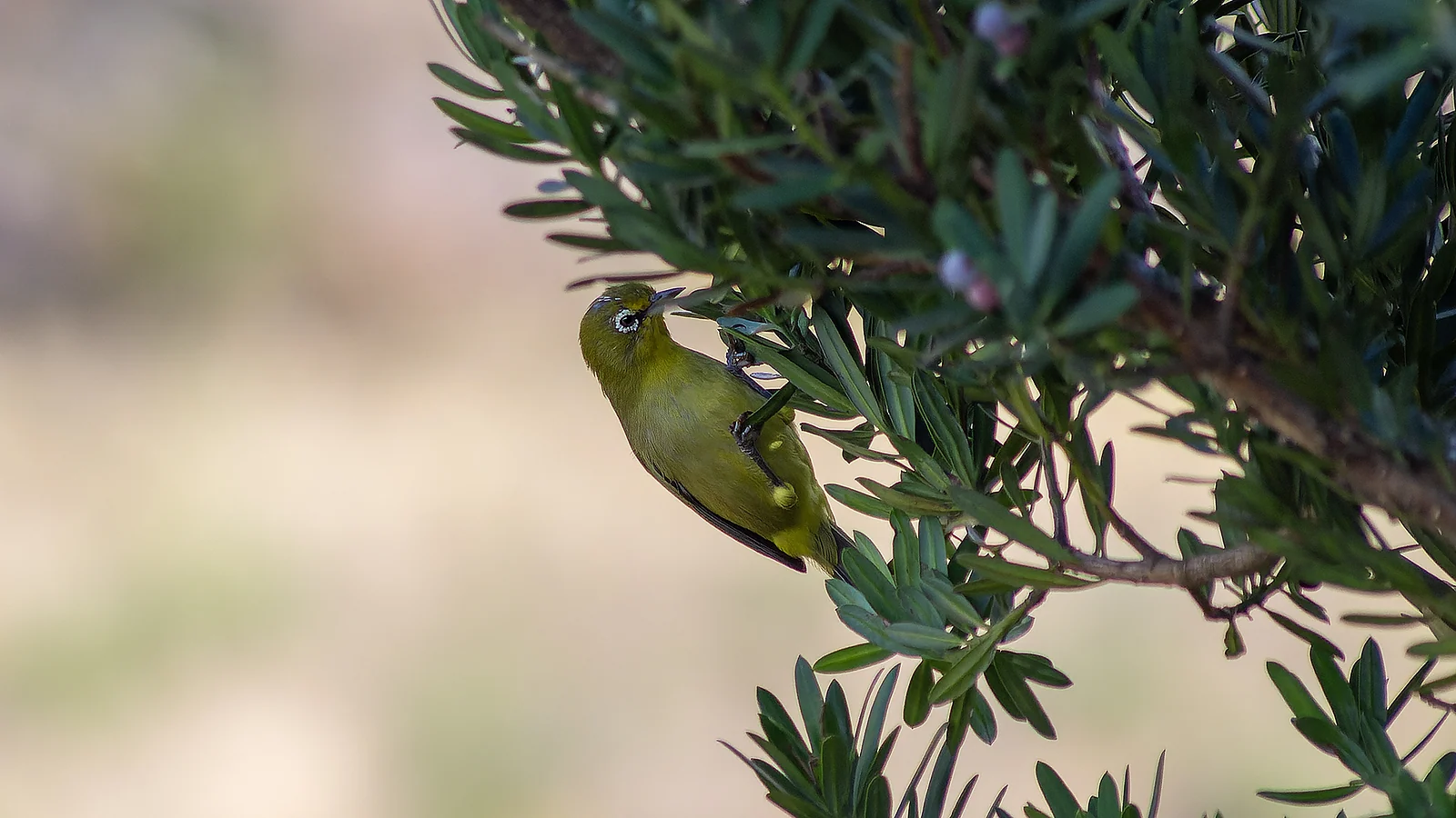 Cape White-Eye
