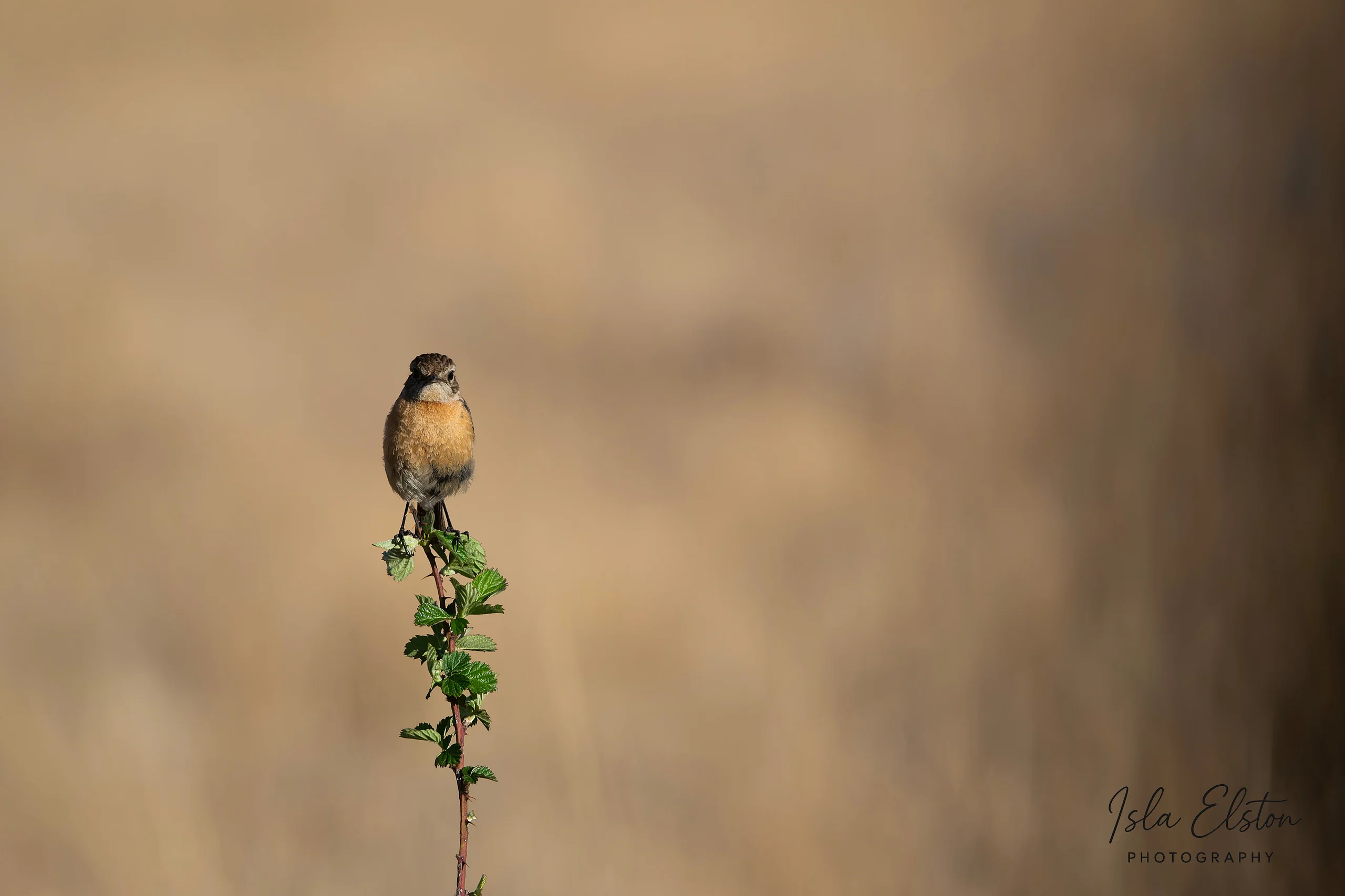 African Stonechat