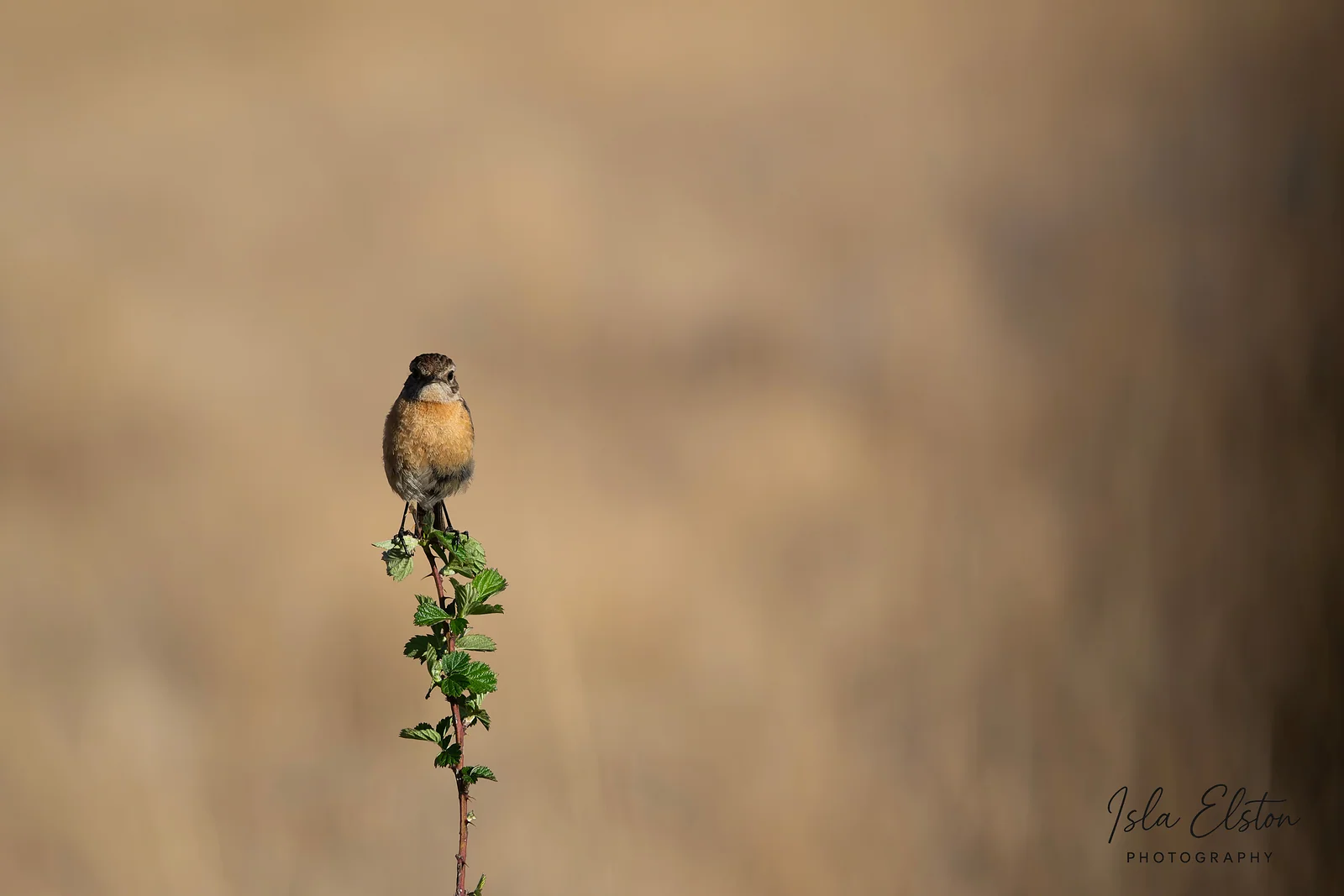 African Stonechat, Giants Castle Reserve