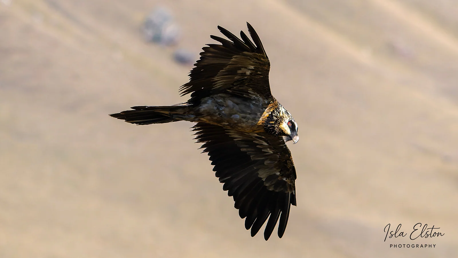 Bearded Vulture, Giants Castle Reserve