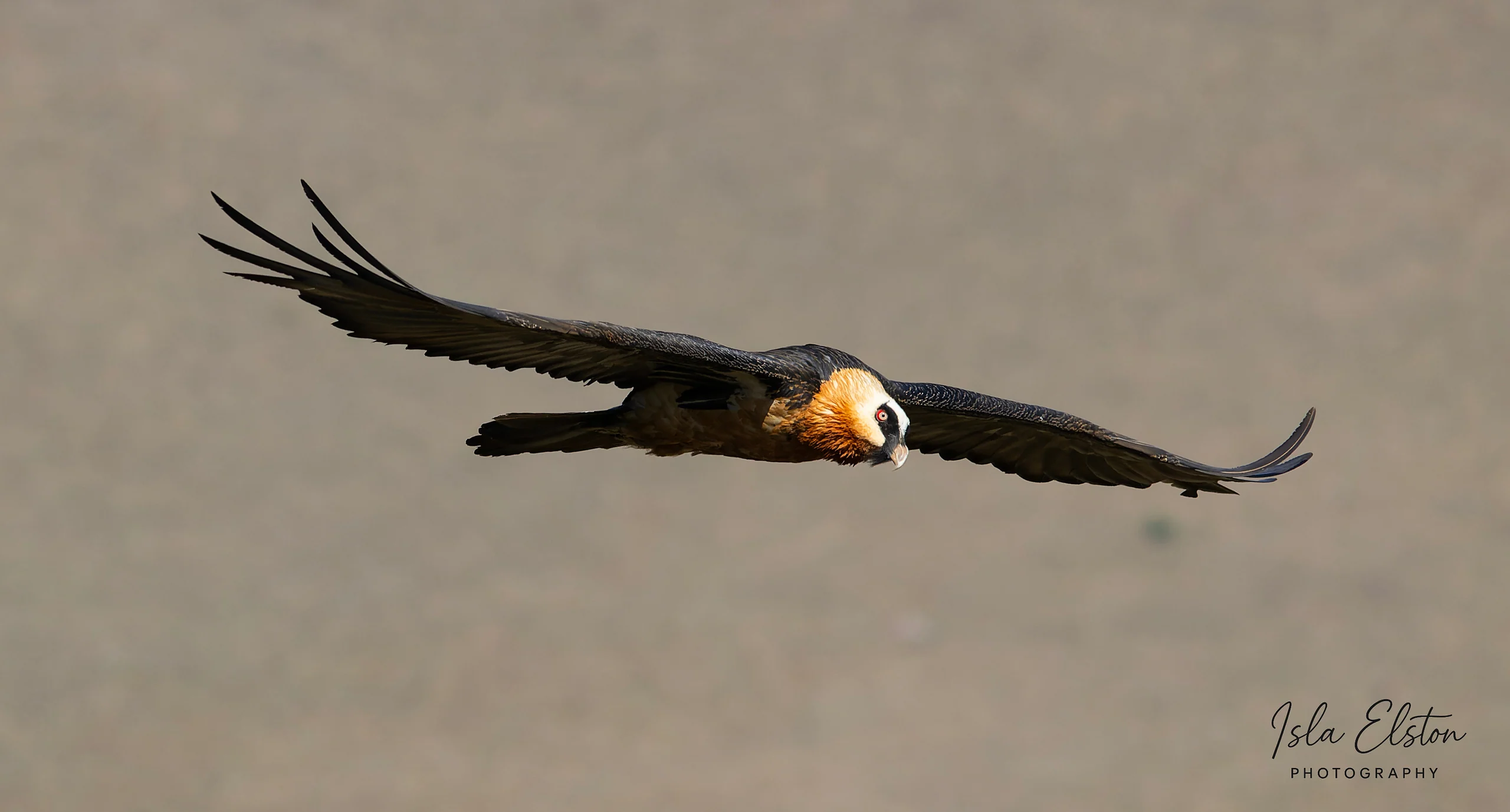 Bearded Vulture
