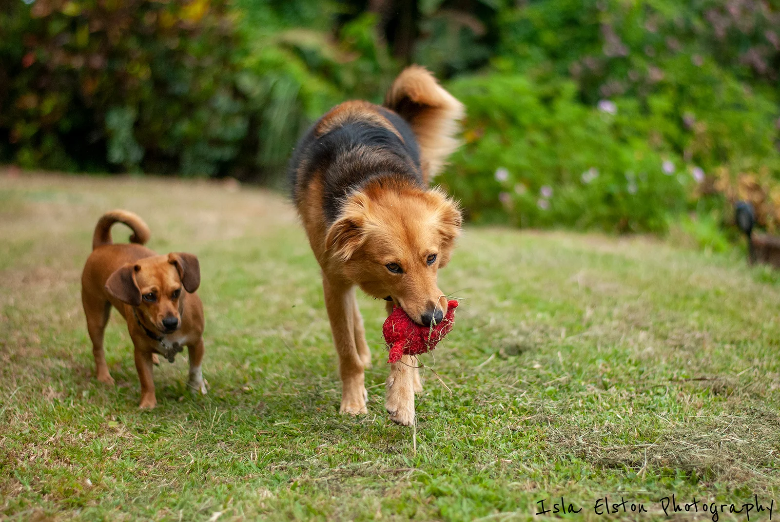 Pooh & Piglet, Amanzimtoti