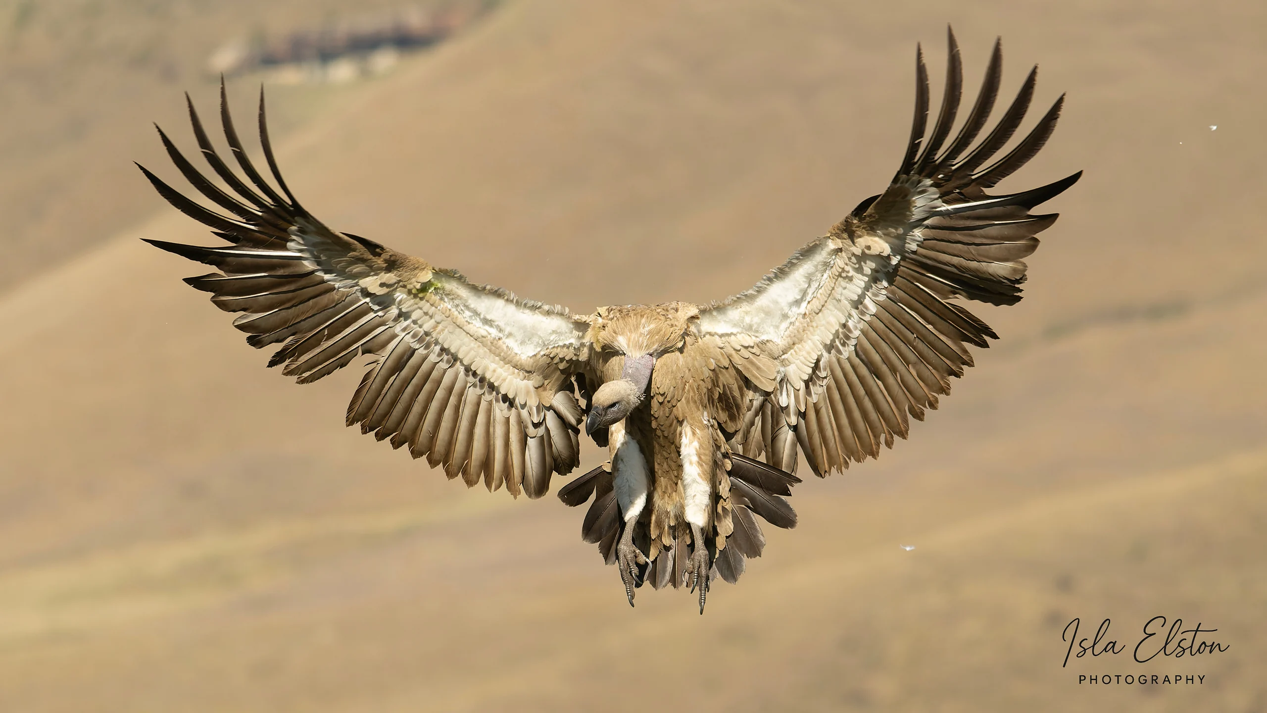 Cape Vulture