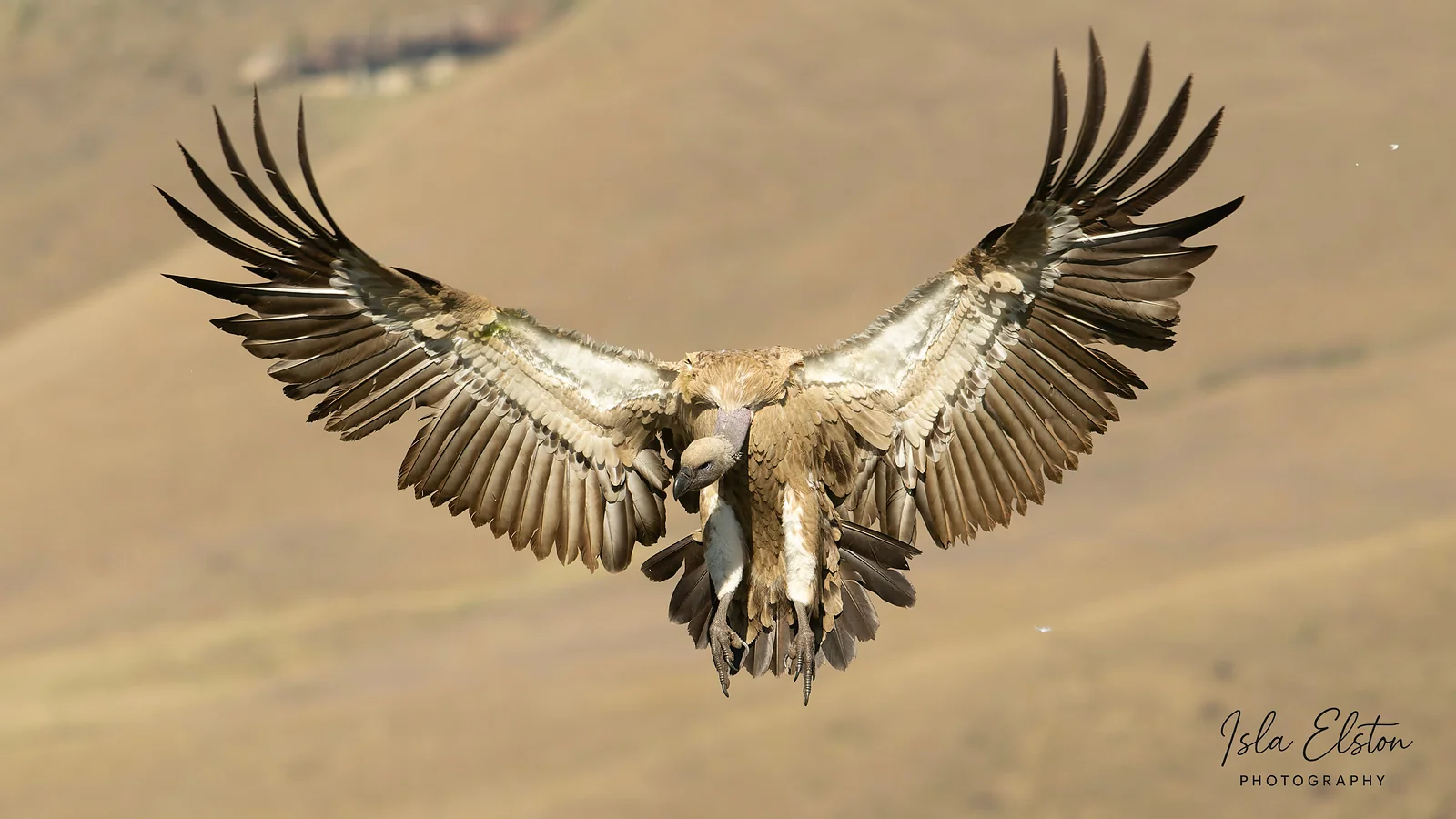 Cape Vulture, Giants Castle Reserve