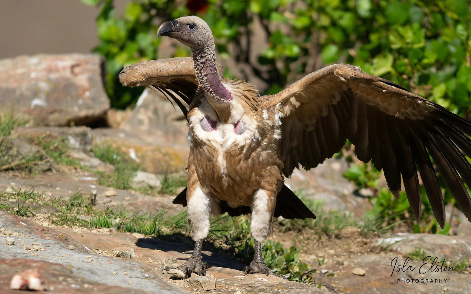 Cape Vulture