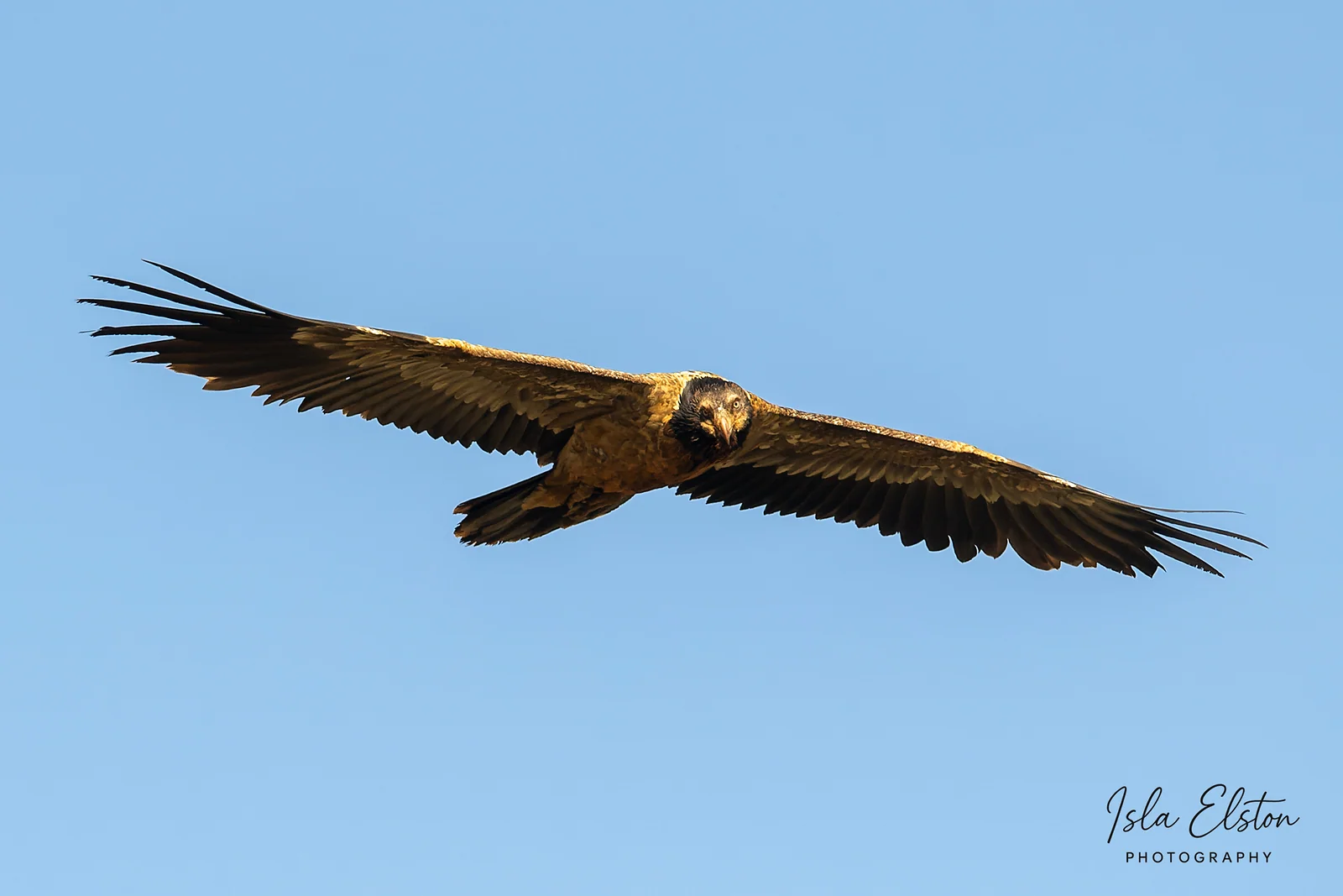 Bearded Vulture, Giants Castle Reserve