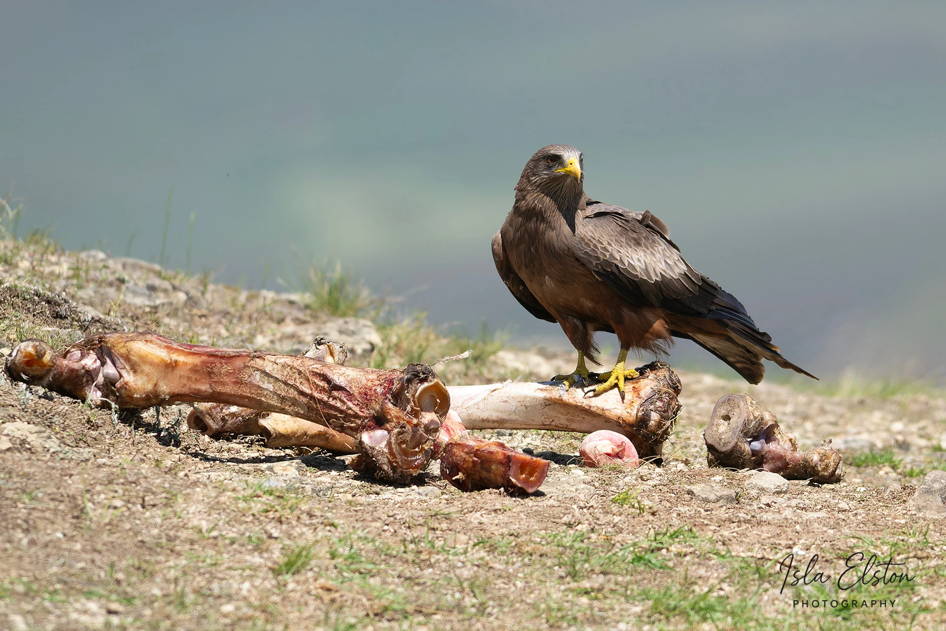 Yellow-billed kite