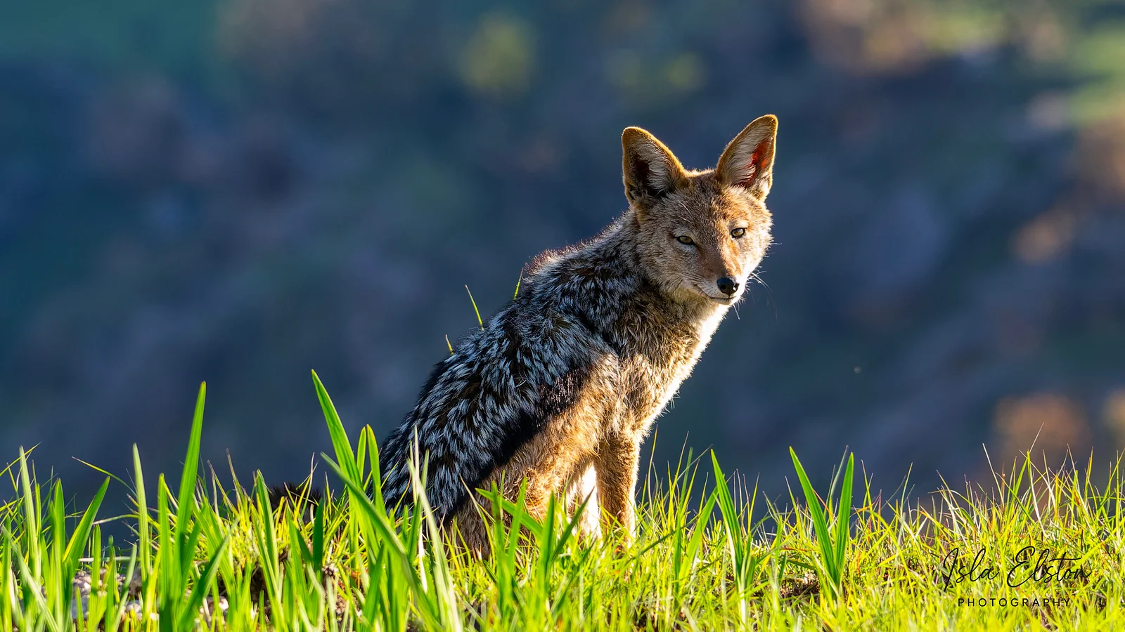 Black Backed Jackel, Giants Castle Reserve