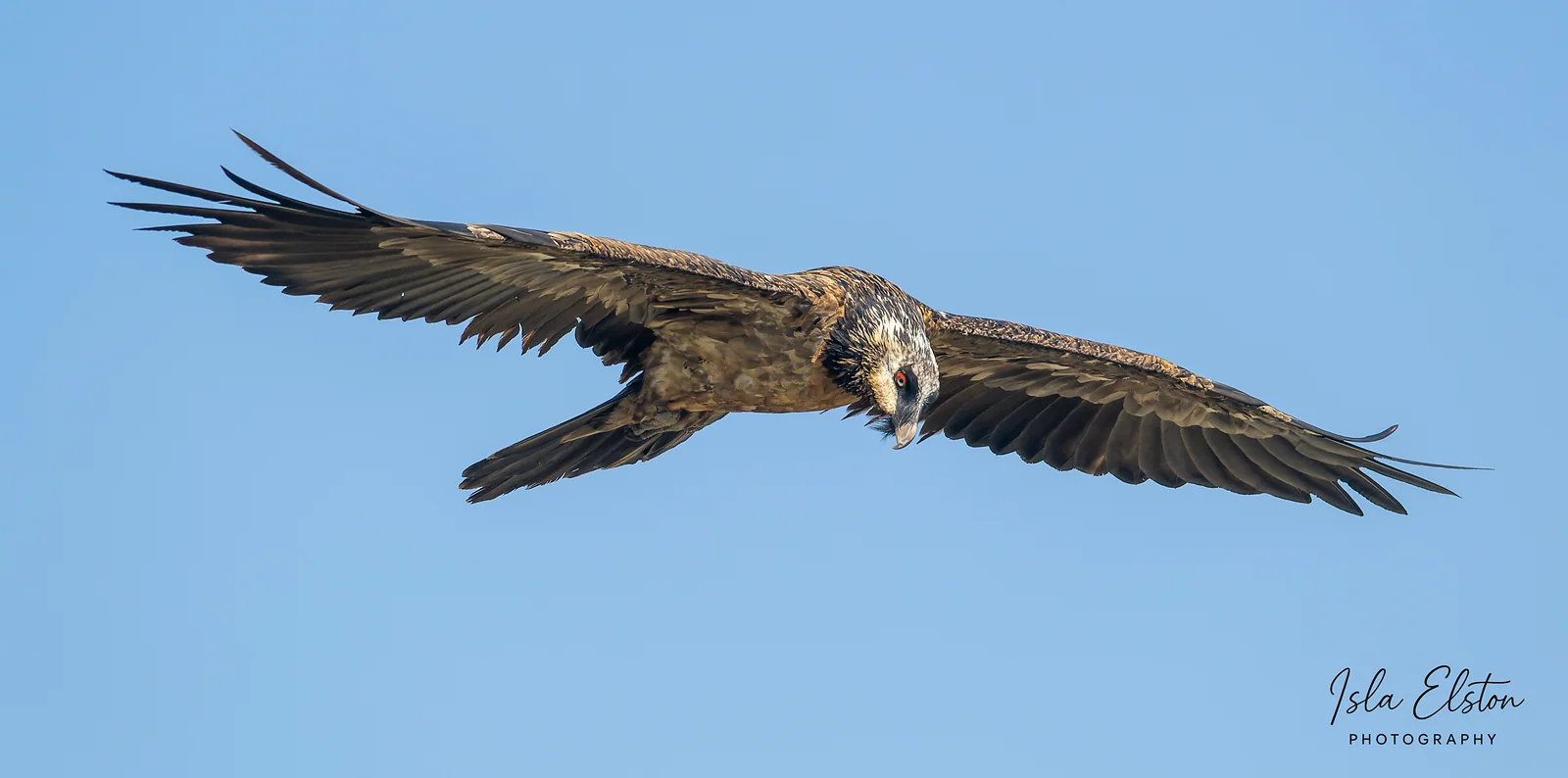 Bearded Vulture, Giants Castle Reserve