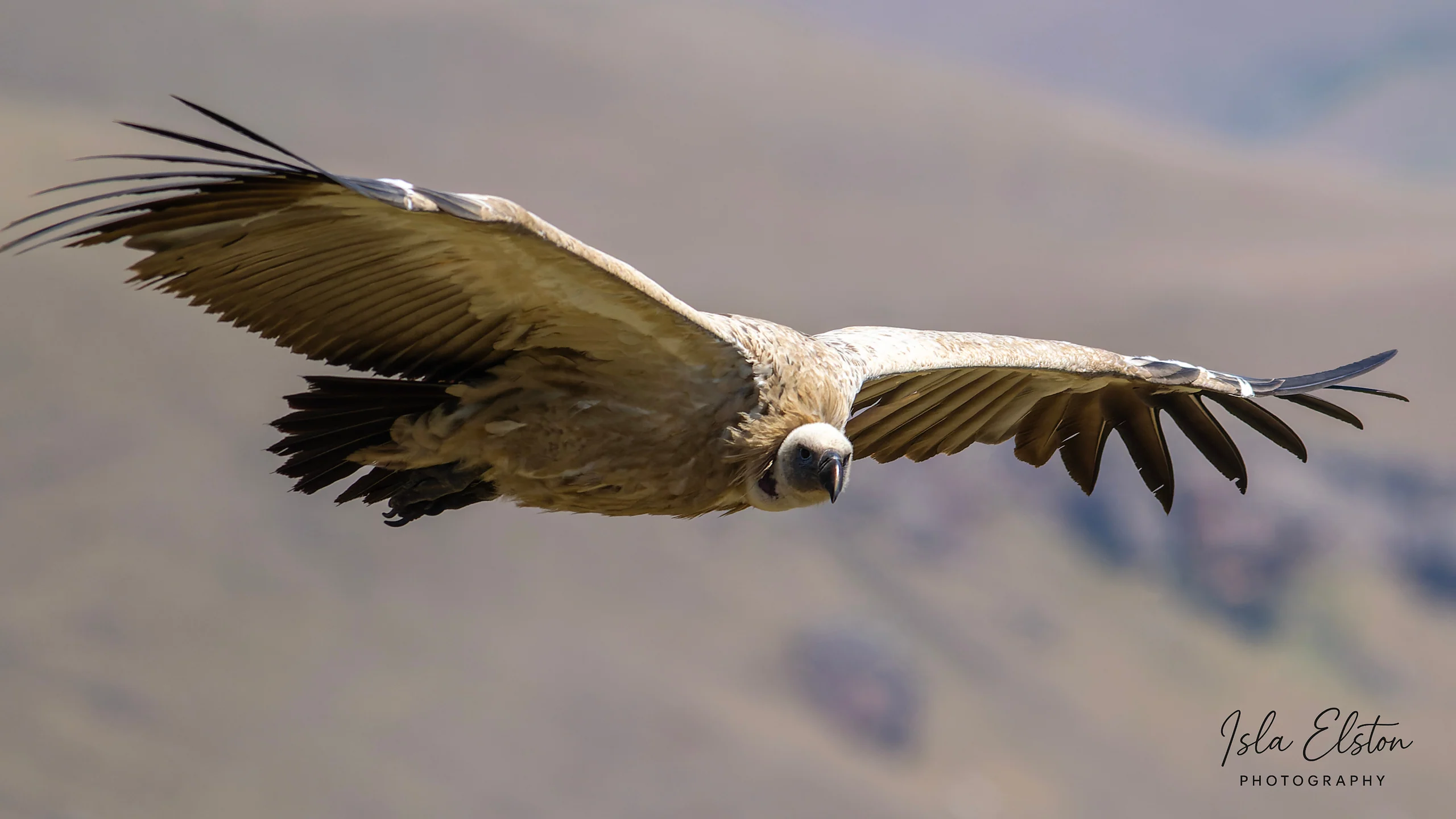 Cape Vulture