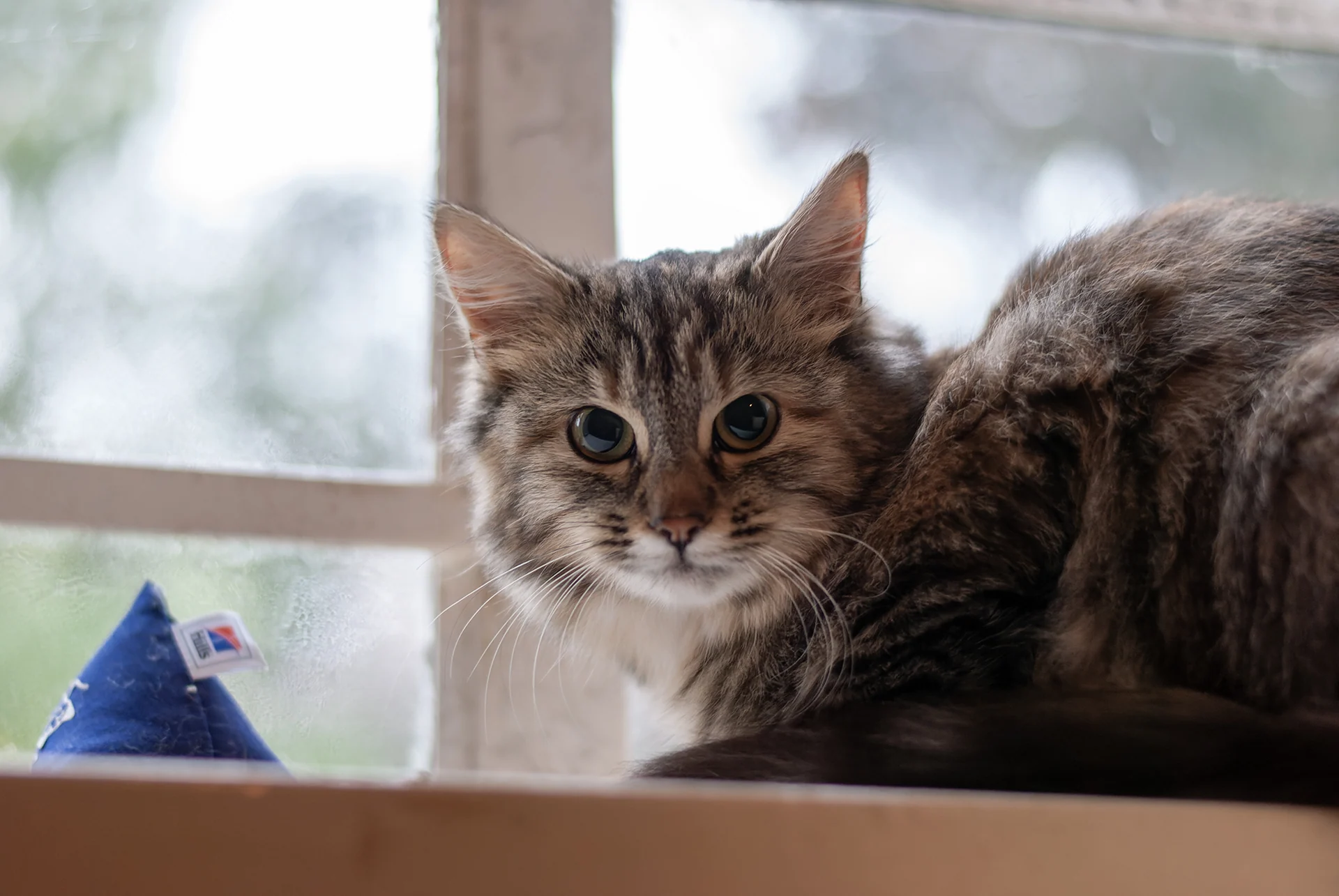 Princess Floof