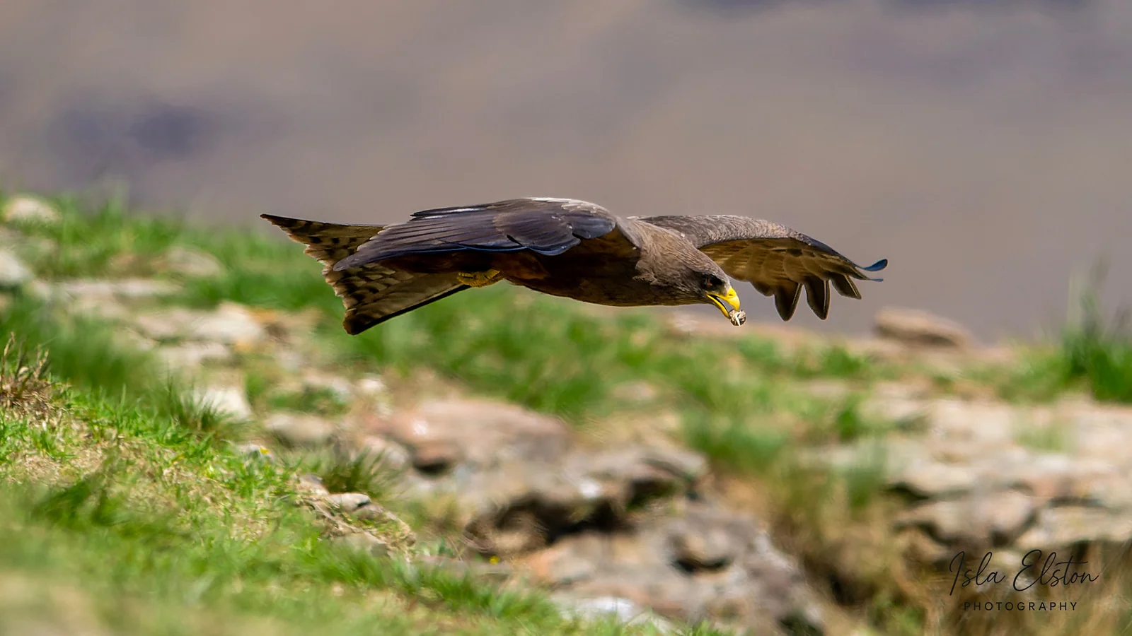 Yellow-billed kite, Giants Castle Reserve