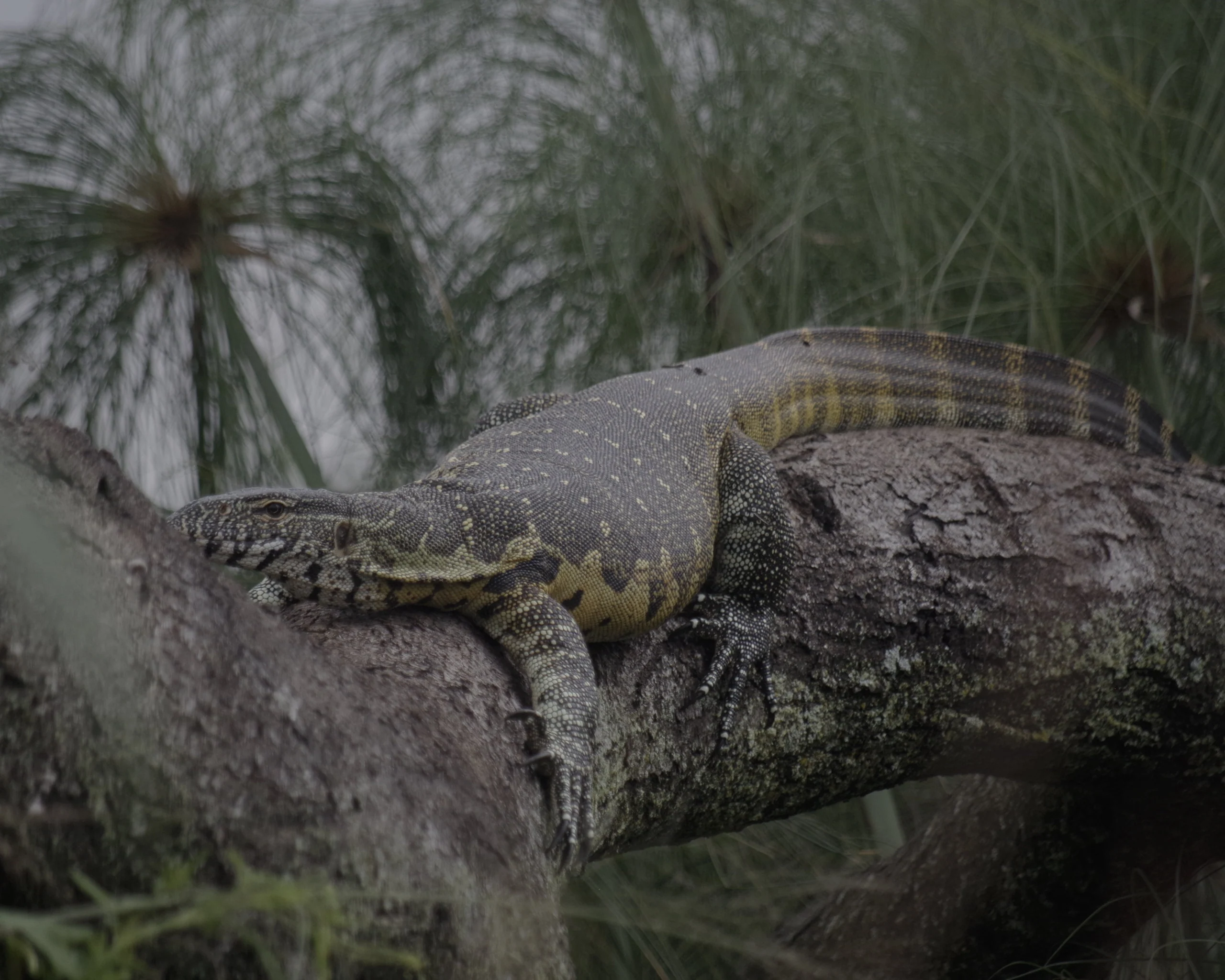 Nile monitor or likkewaan