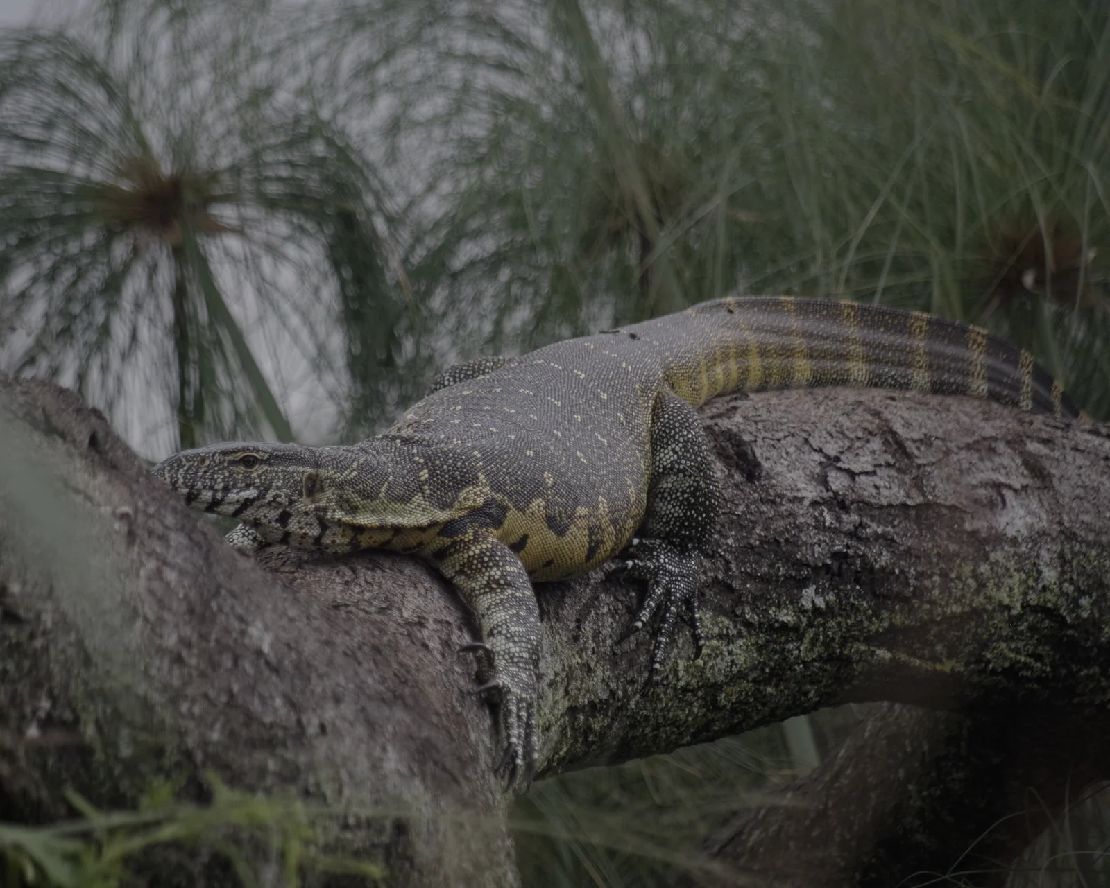 Nile monitor or likkewaan, Cumberland Nature Reserve