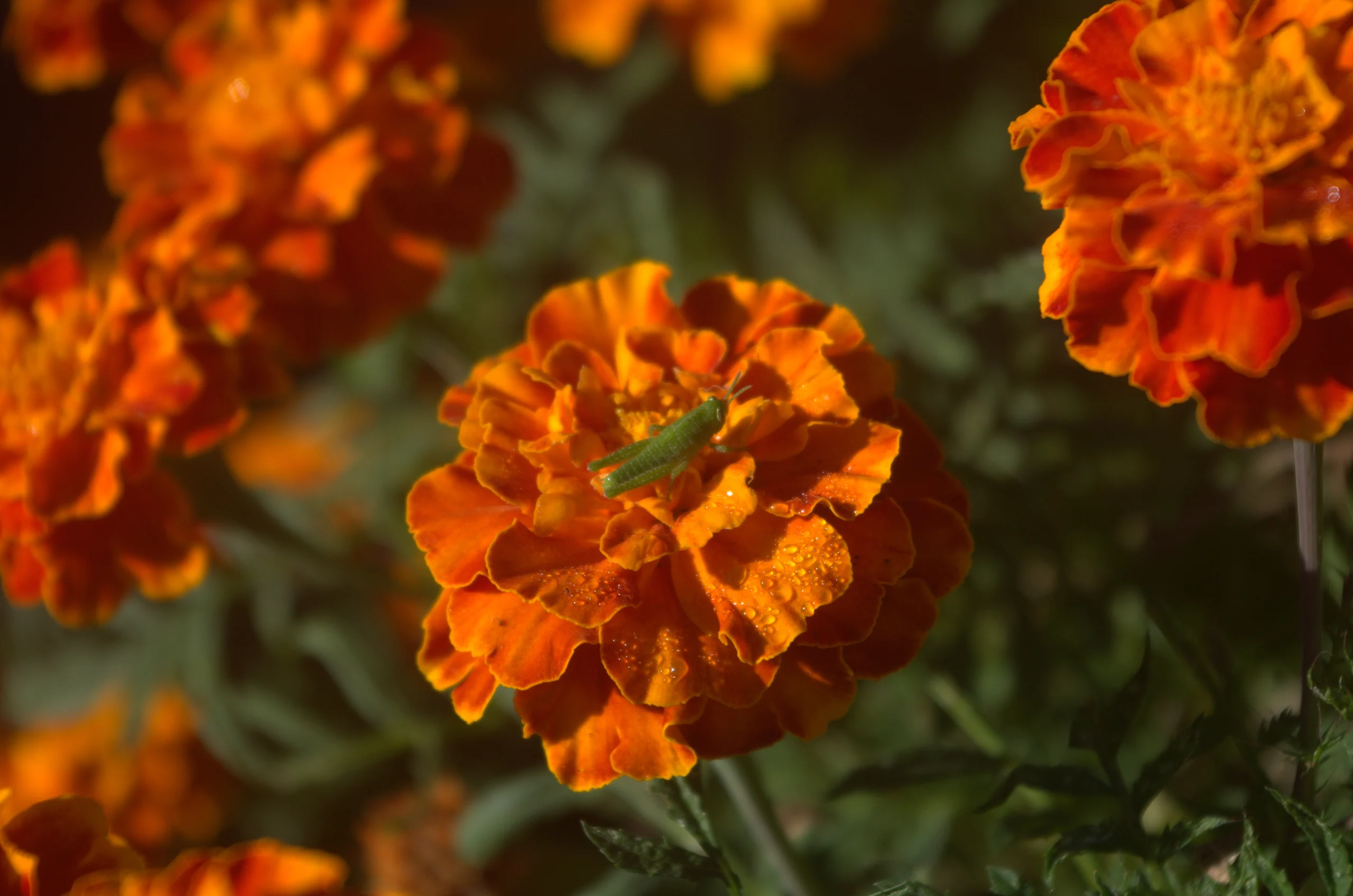 Marigold Flower