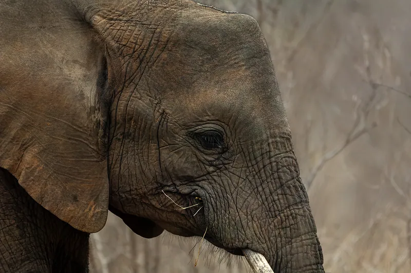 Elephant