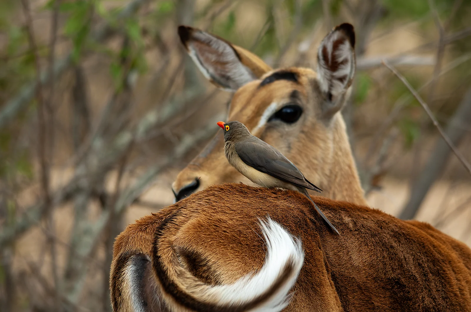 Red-billed oxpecker on a Impala (Buphagus erythrorynchus & Aepyceros melampus)