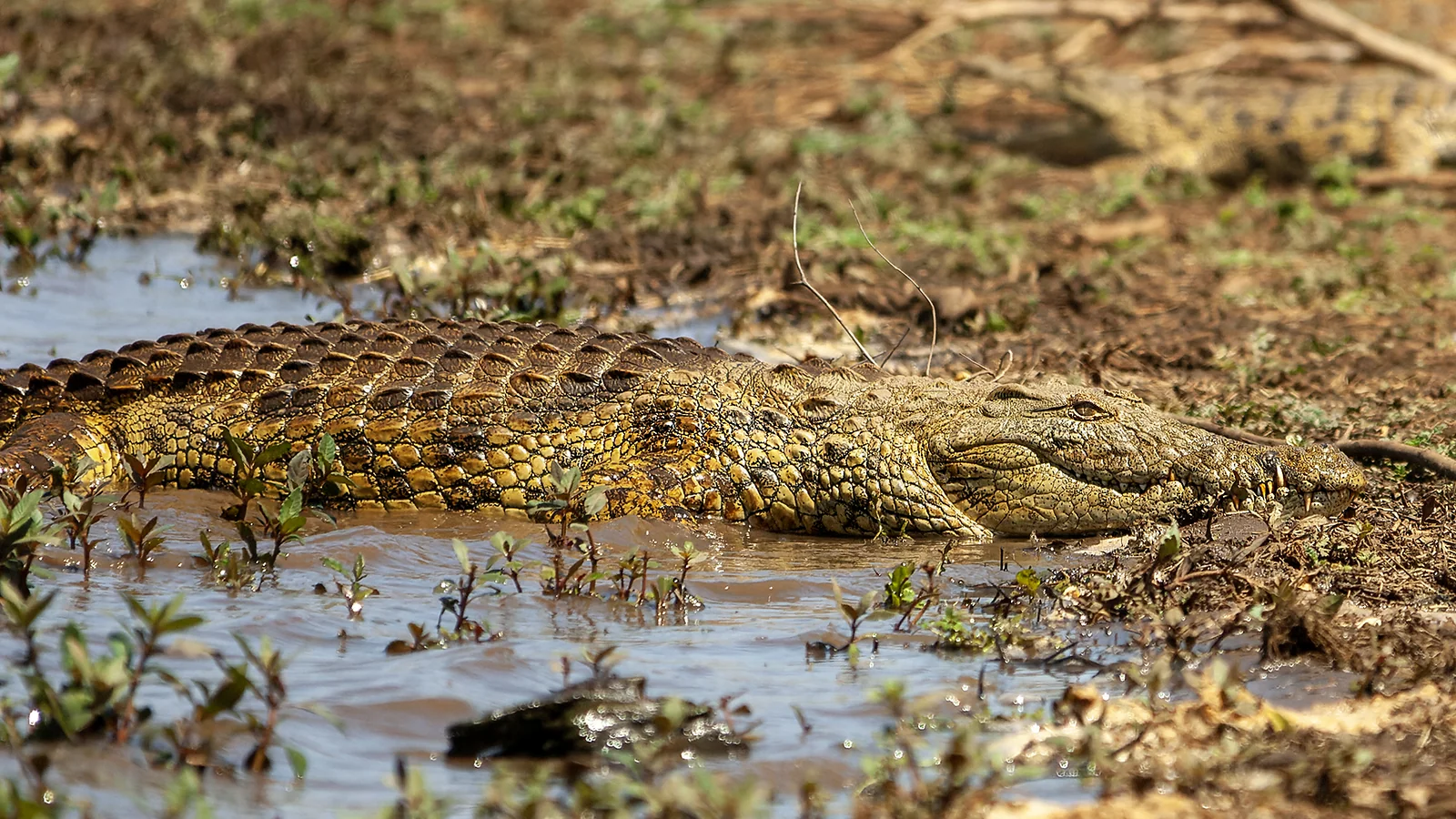 Nile crocodile (Crocodylus niloticus)