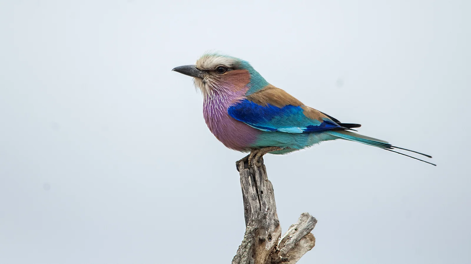 Lilac-breasted roller (Coracias caudatus)