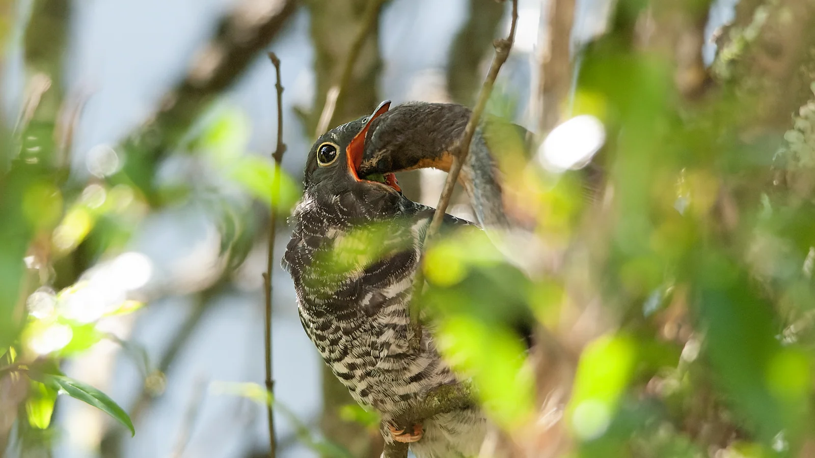 Red Chested Cuckoo being fed by a Cape Robin-Chat (Cuculus solitarius & Cossypha caffra)