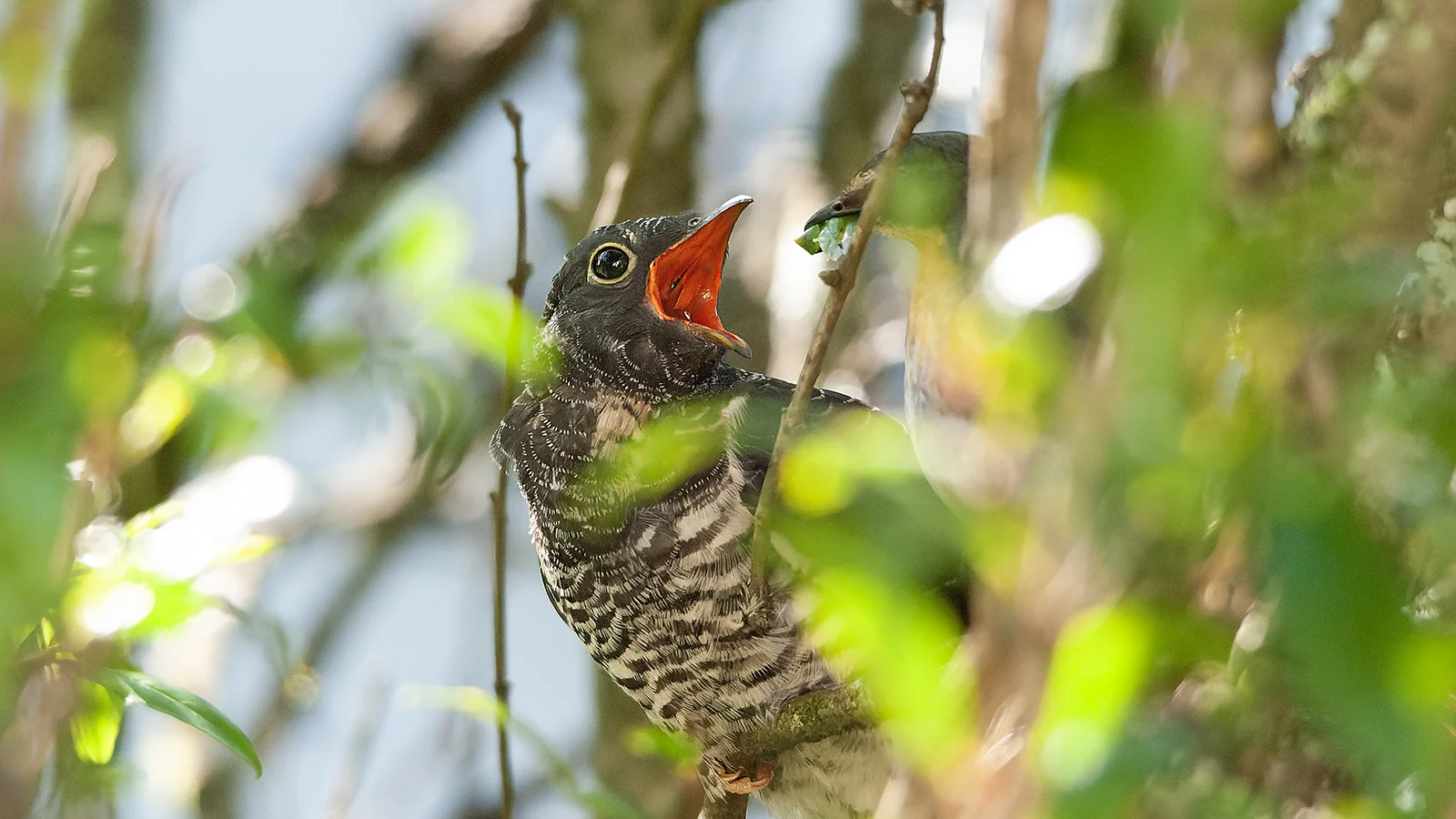 Red-chested cuckoo & Cape robin-chat (Cuculus solitarius & Cossypha caffra)