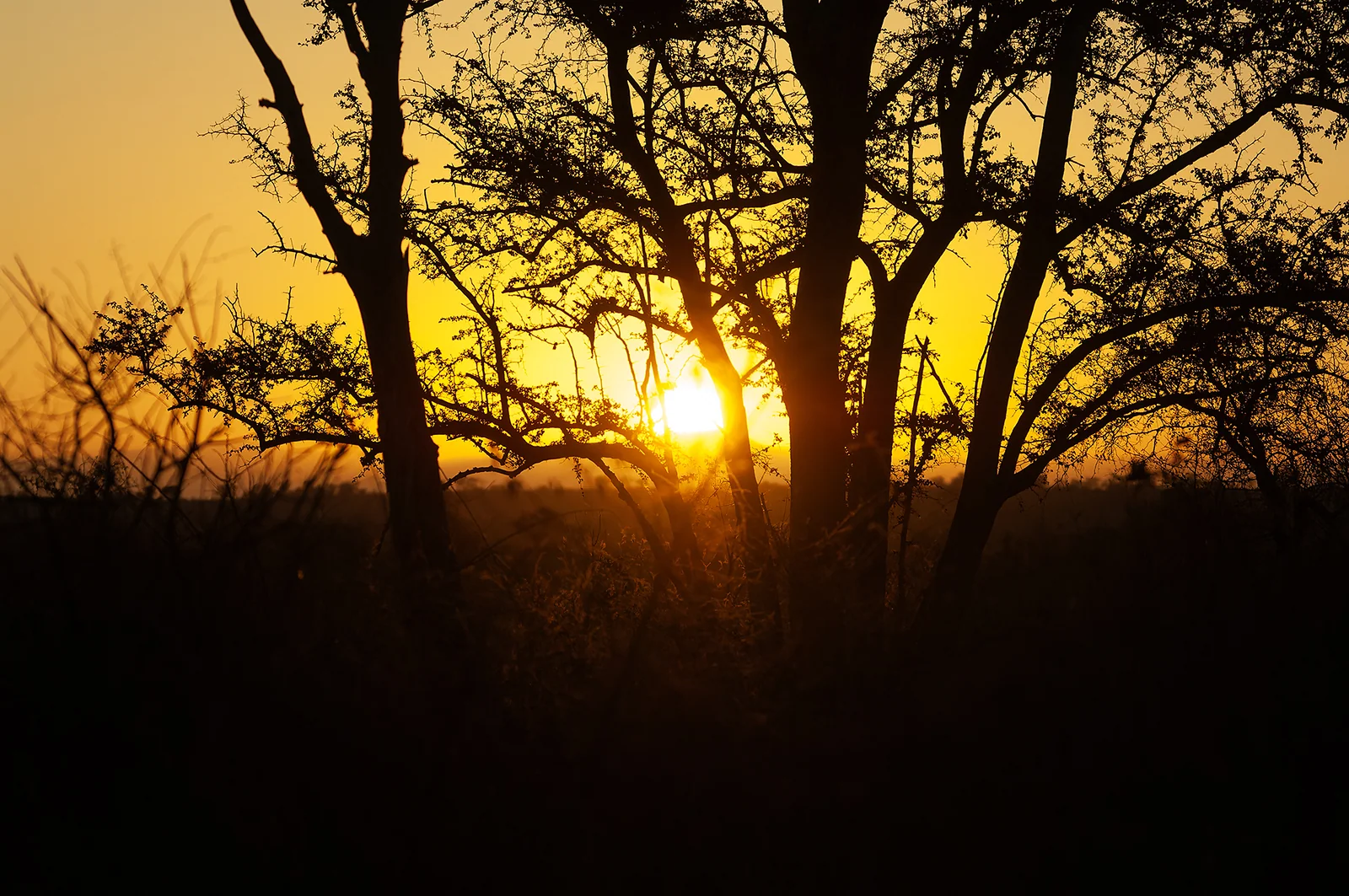 Kruger Sunrise