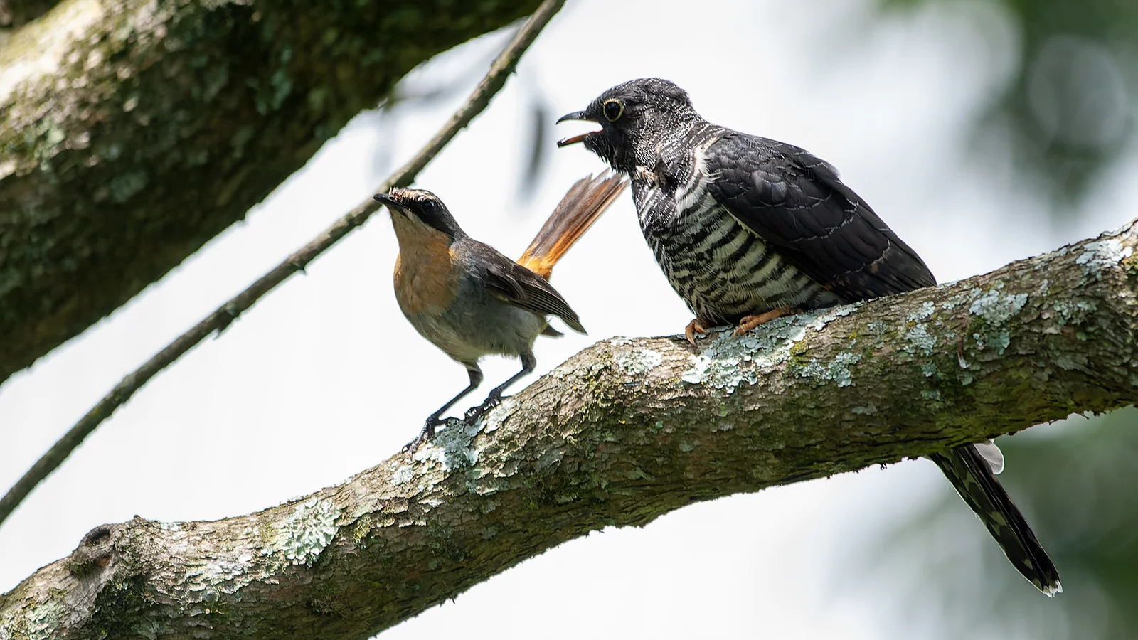 Red-chested cuckoo & Cape Robin-Chat (Cuculus solitarius & Cossypha caffra)