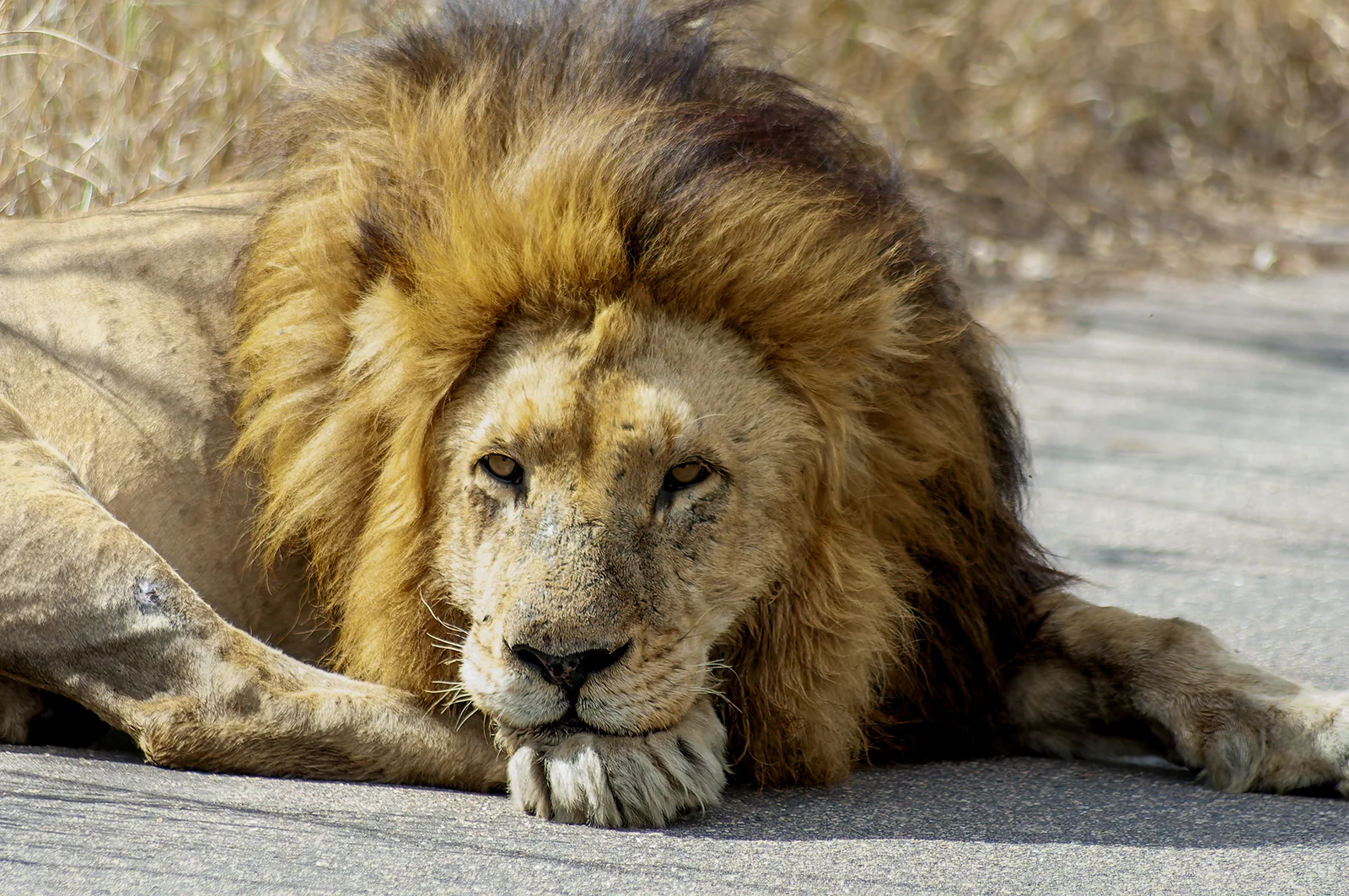 African Lion (Panthera leo)