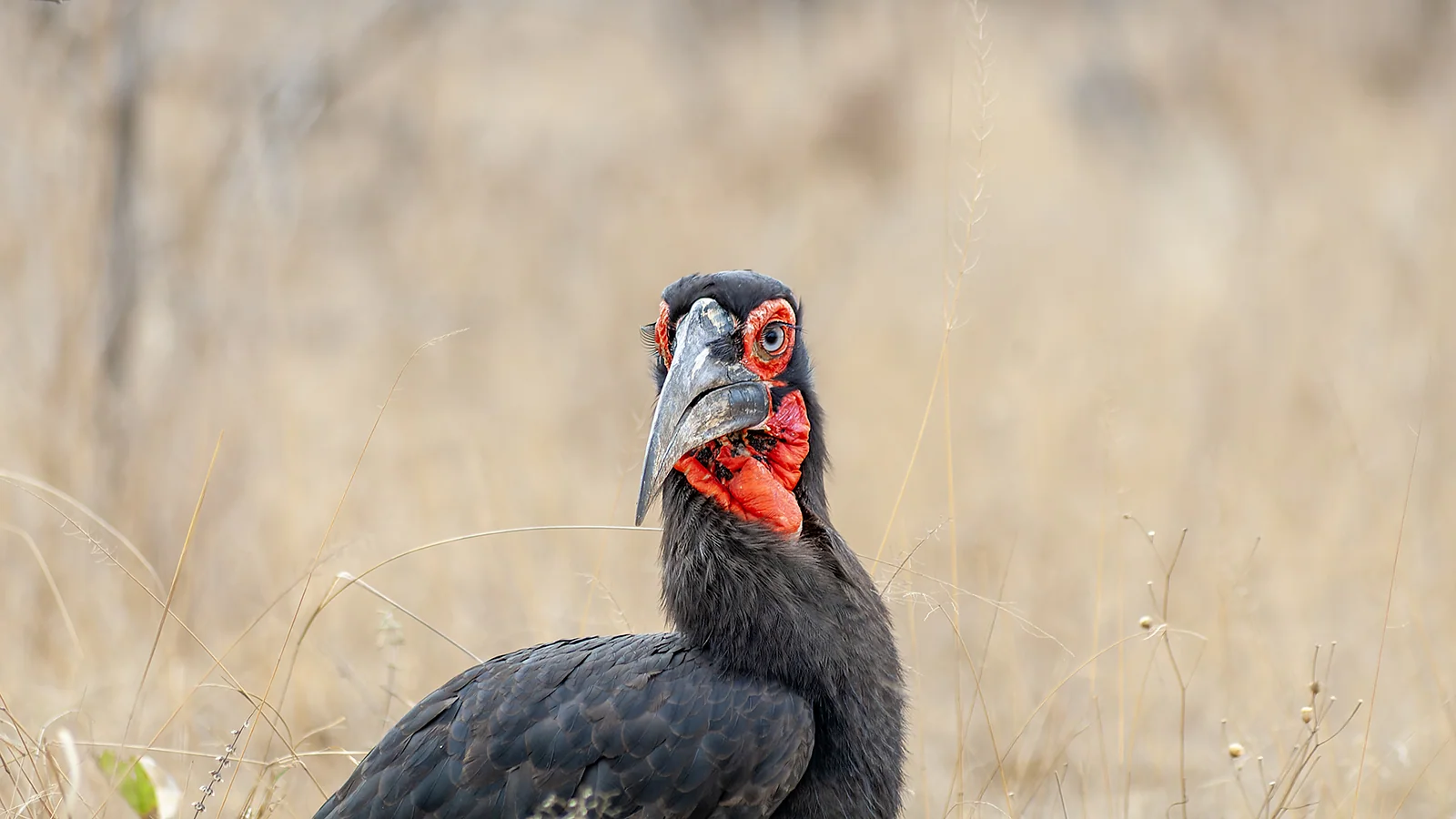 Southern ground hornbill (Bucorvus leadbeateri)