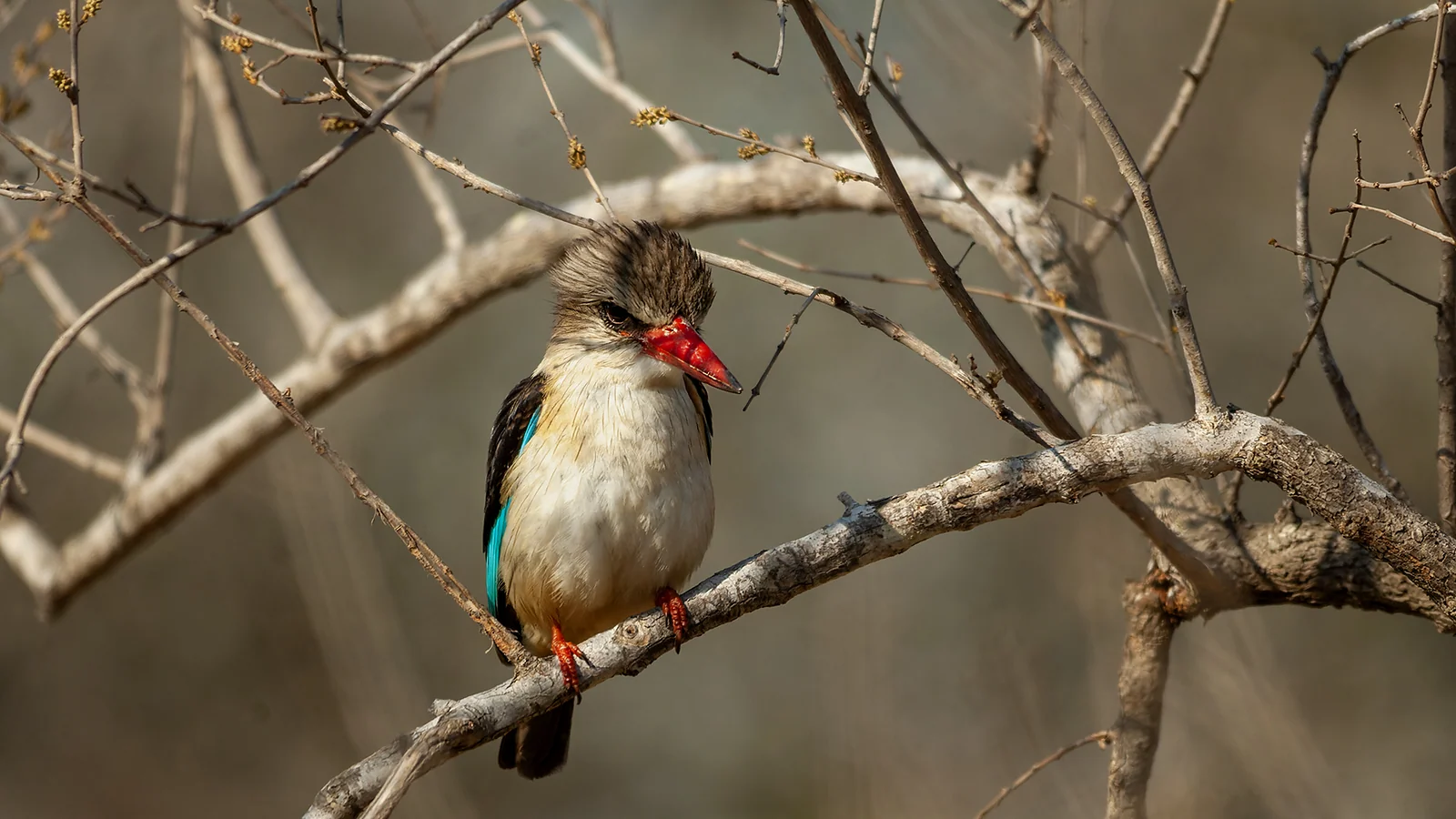 Brown-hooded kingfisher (Halcyon albiventris)