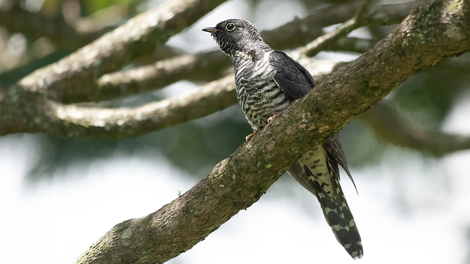 Red Chested Cuckoo (Cuculus solitariusCuculus solitarius)