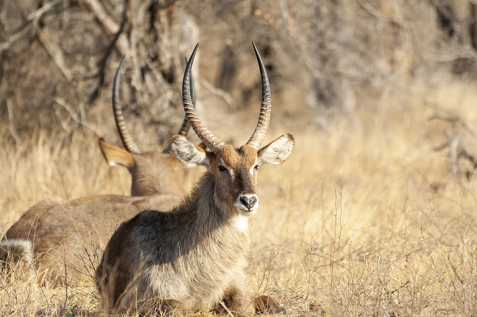 Waterbuck (Kobus ellipsiprymnus)