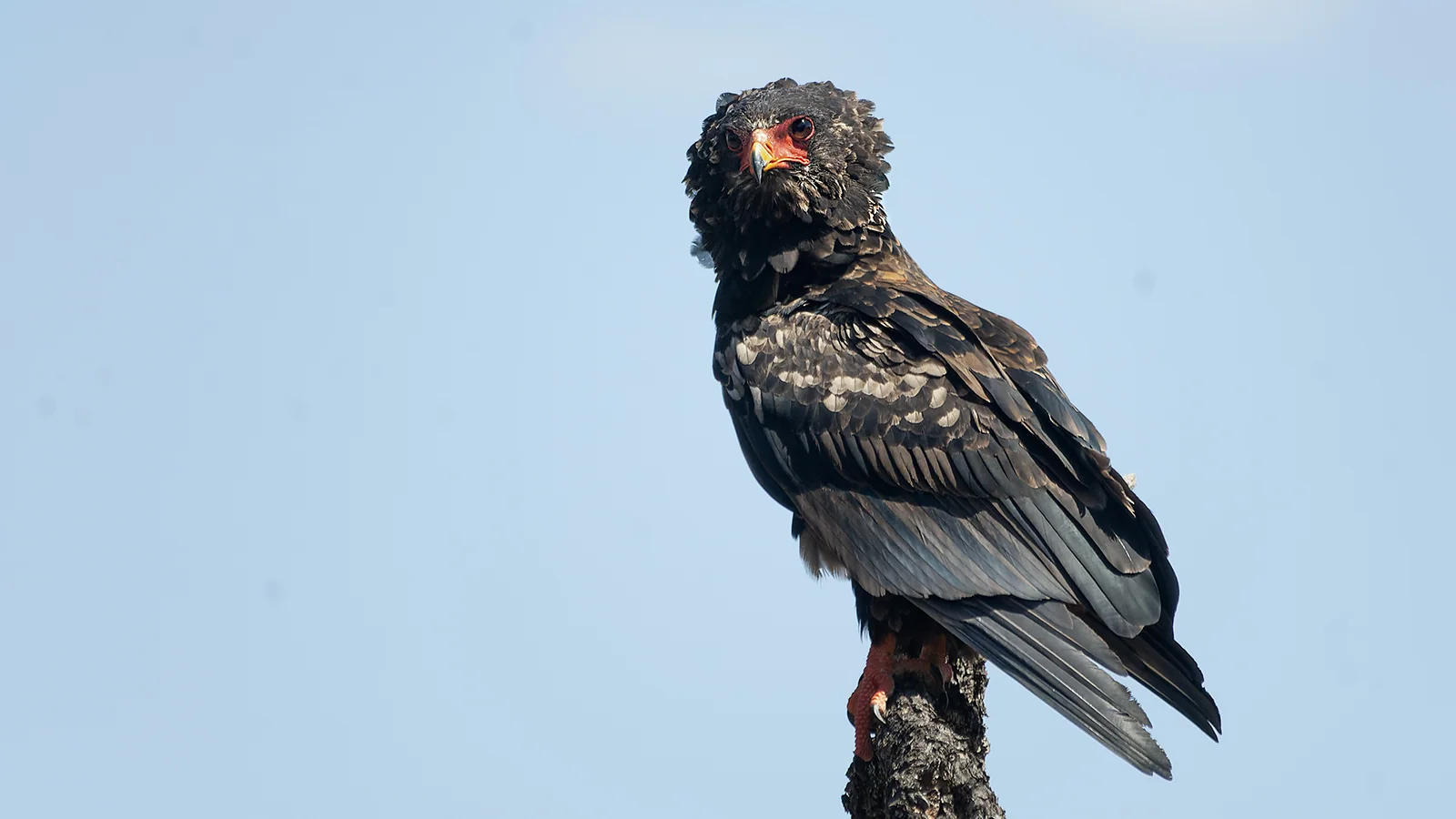Bateleur (Terathopius ecaudatus)
