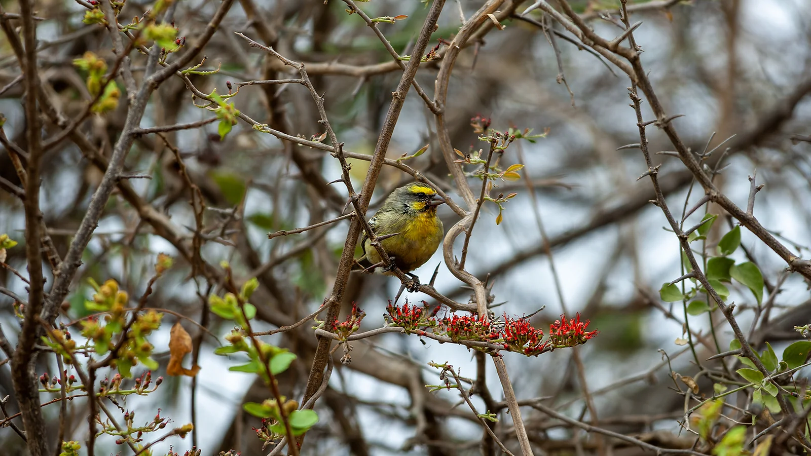 Yellow-fronted Canary (Crithagra mozambica)