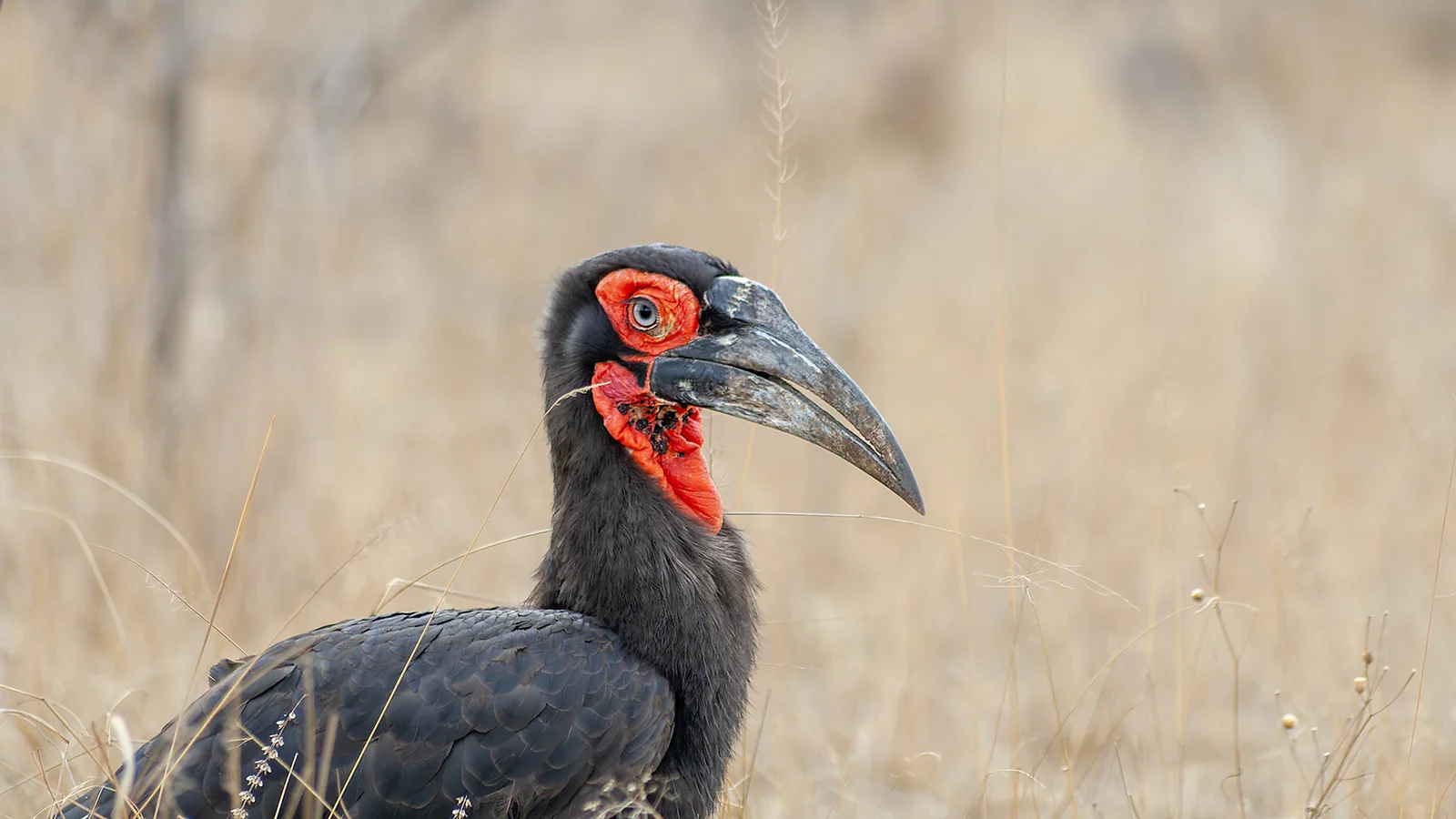 Southern ground hornbill (Bucorvus leadbeateri)