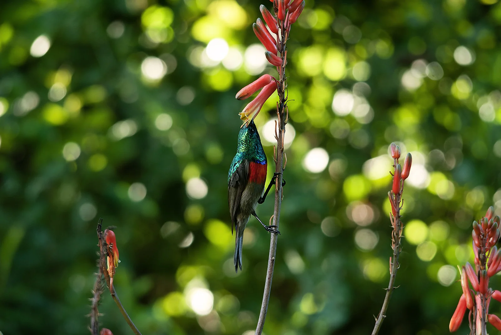 Greater double-collared sunbird (Cinnyris afer))