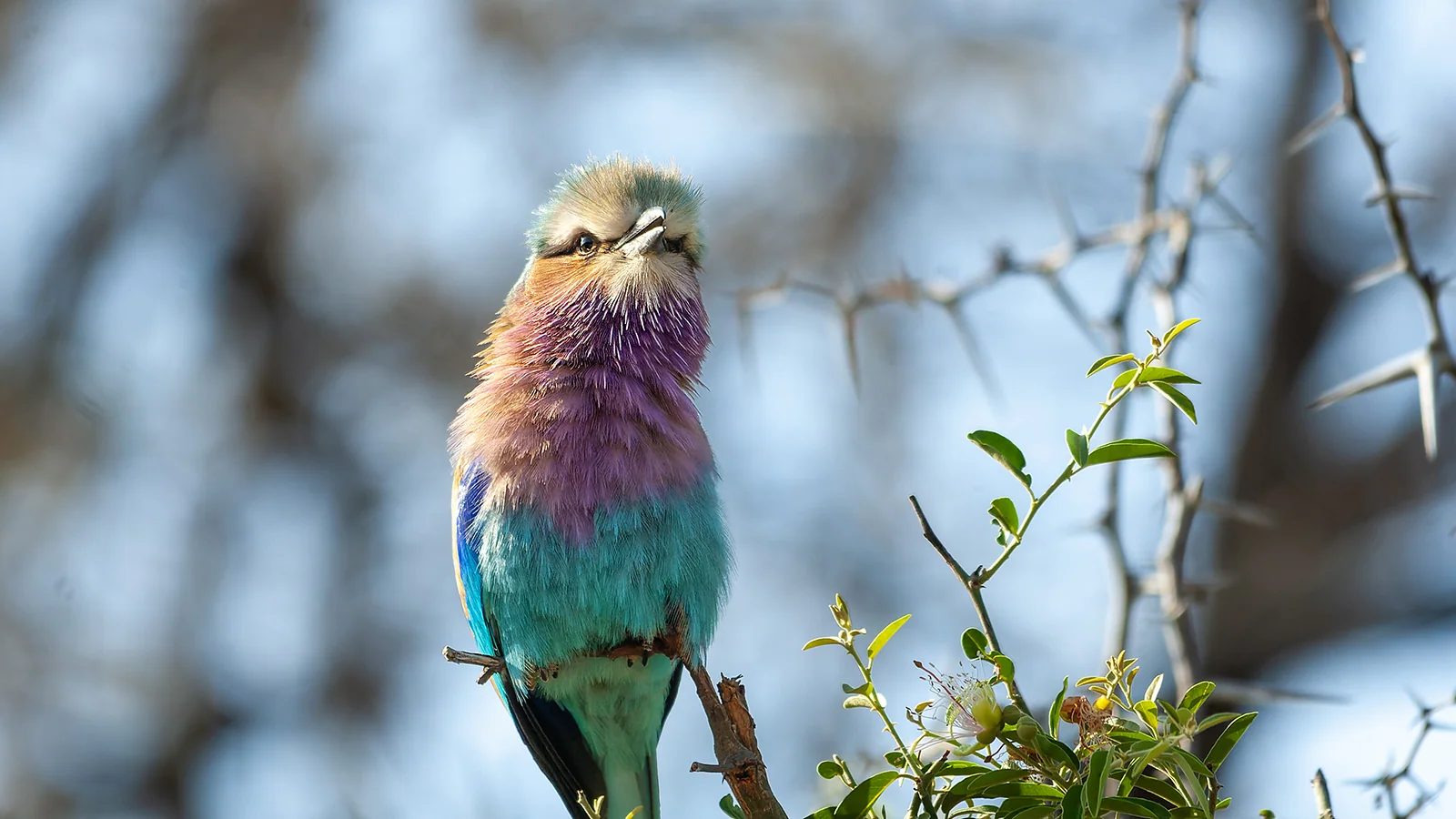 Lilac-breasted roller (Coracias caudatus)