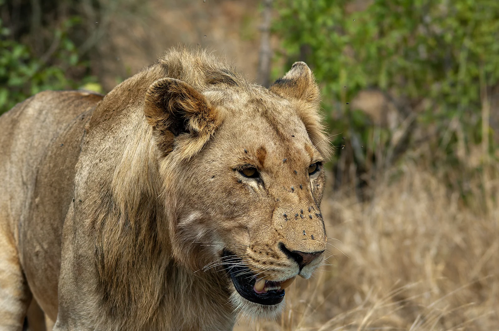 African Lion (Panthera leo)