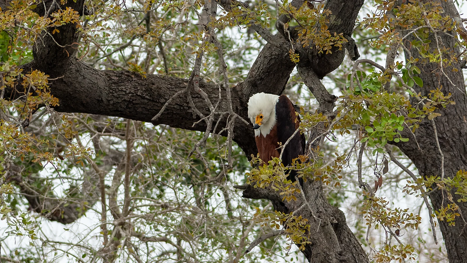 African Fish Eagle (Haliaeetus vocifer)