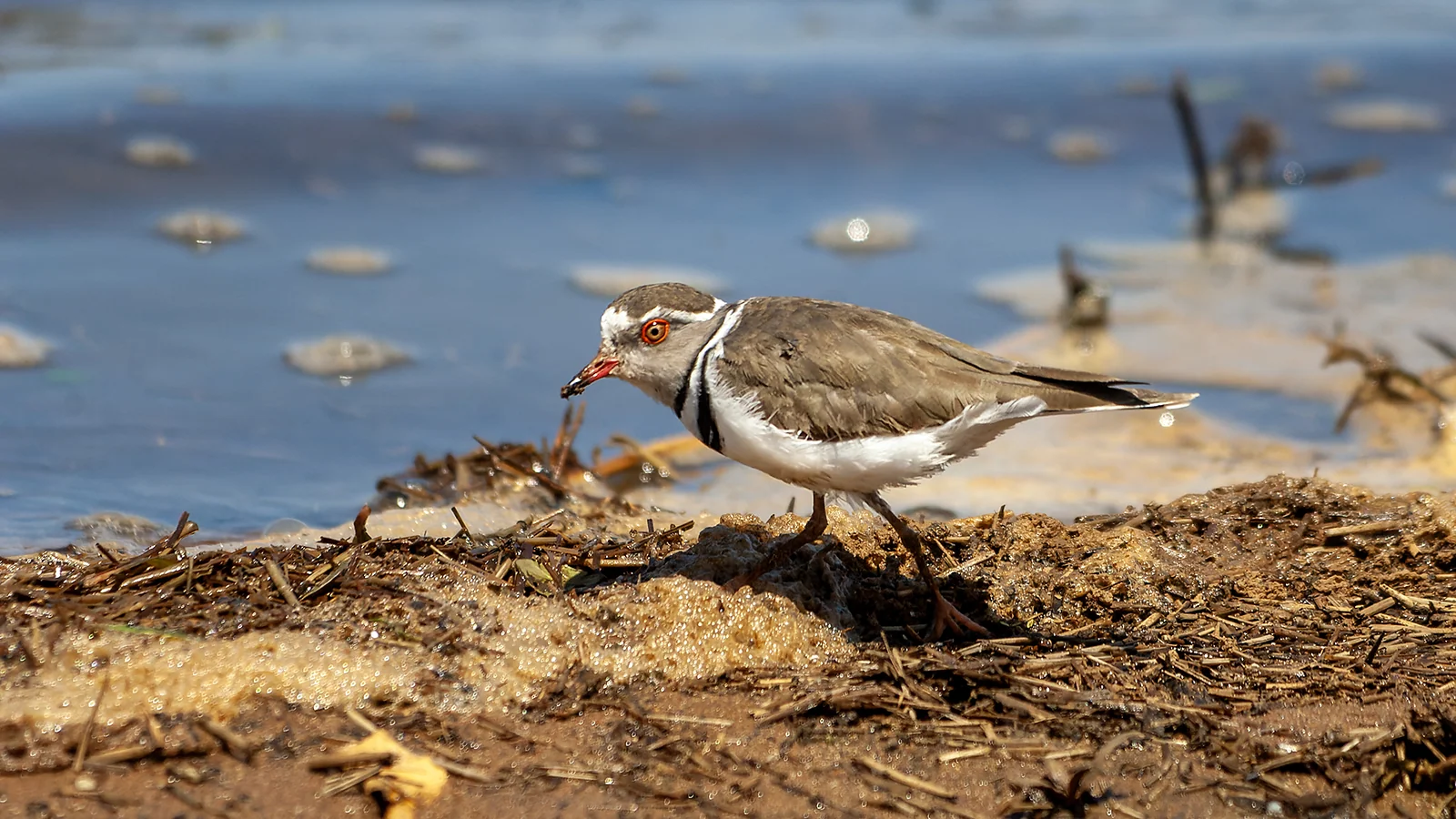 Three-banded plover (Charadrius tricollaris)