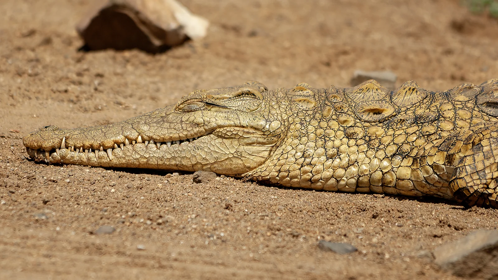 Nile crocodile (Crocodylus niloticus)