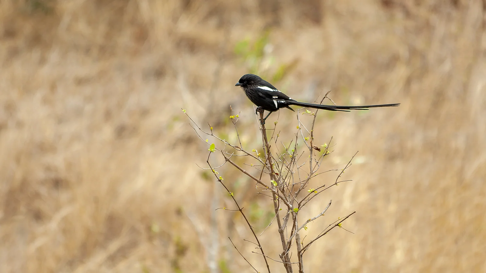 Magpie shrike (Urolestes melanoleucus)
