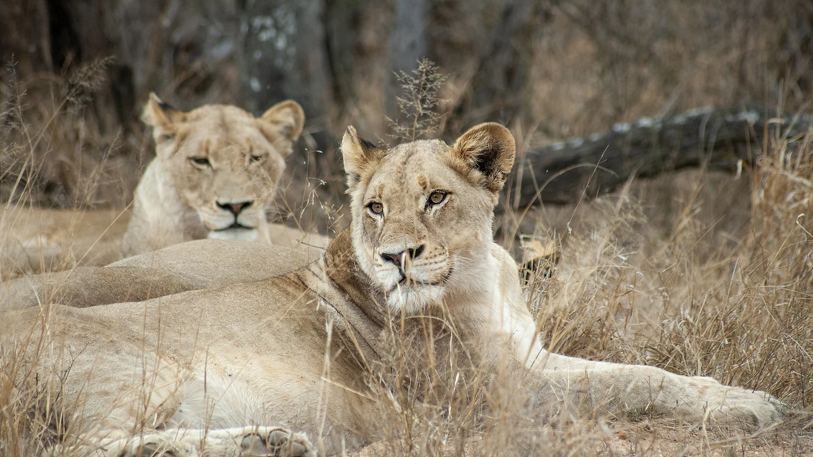 African Lion (Panthera leo)